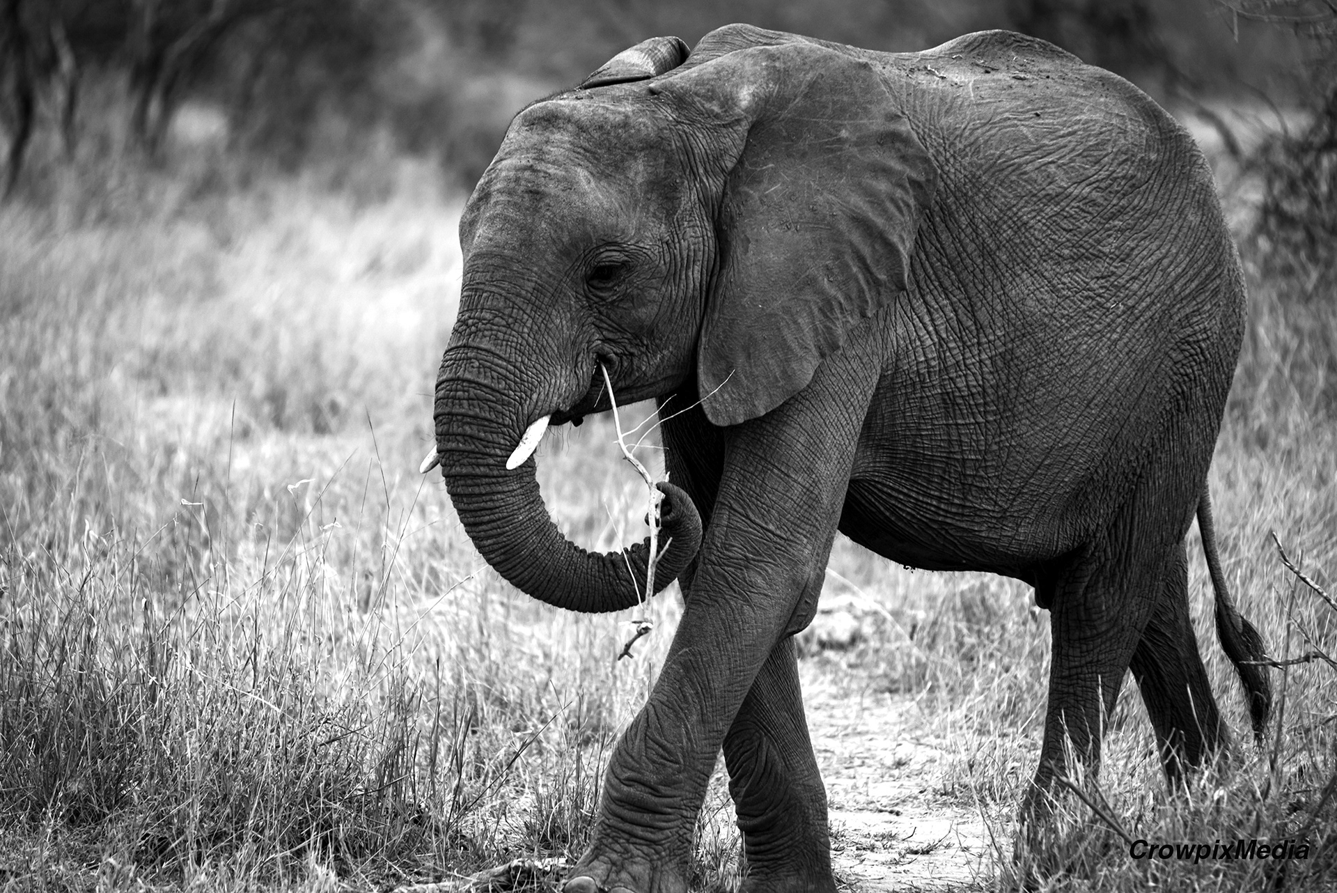 alt="elephant conservation wildlife photography Africa"