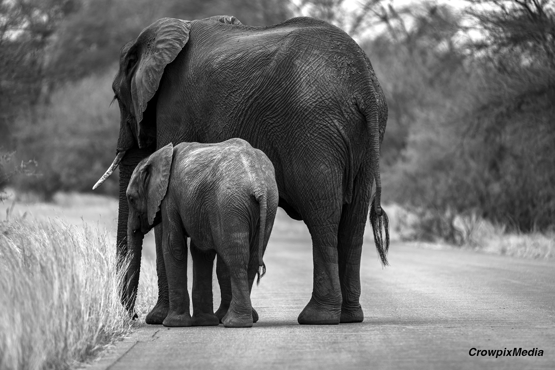 alt="elephant conservation wildlife photography Africa"