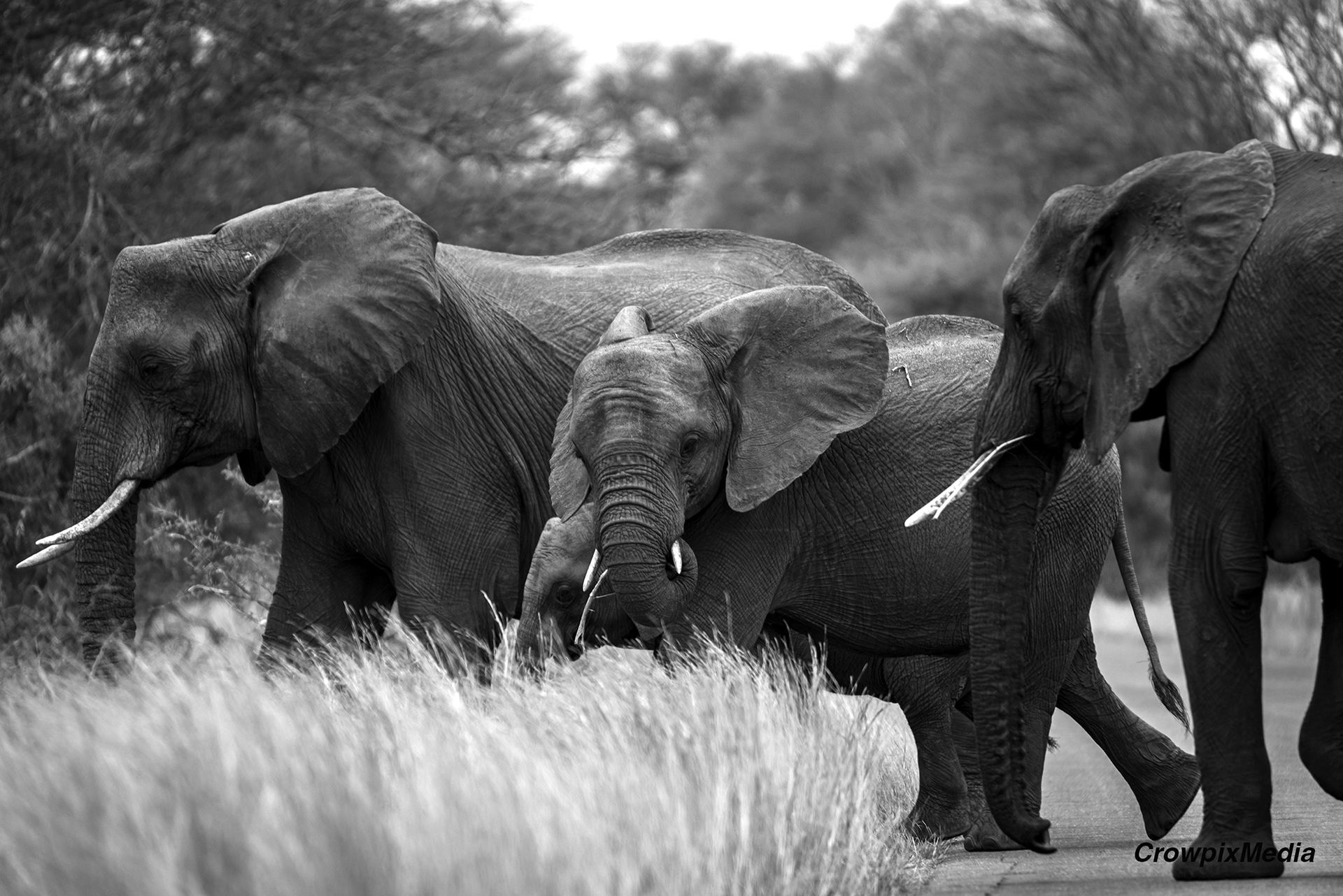 alt="elephant conservation wildlife photography Africa"