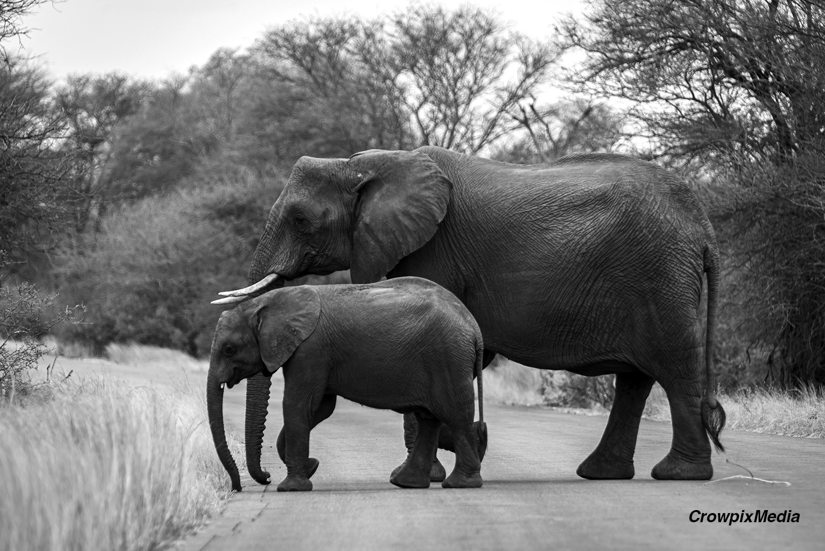 alt="elephant conservation wildlife photography Africa"