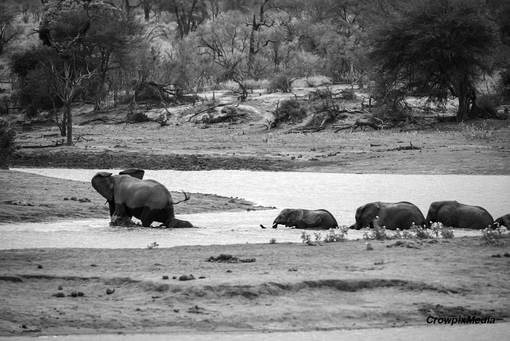 alt="elephant conservation wildlife photography Africa"