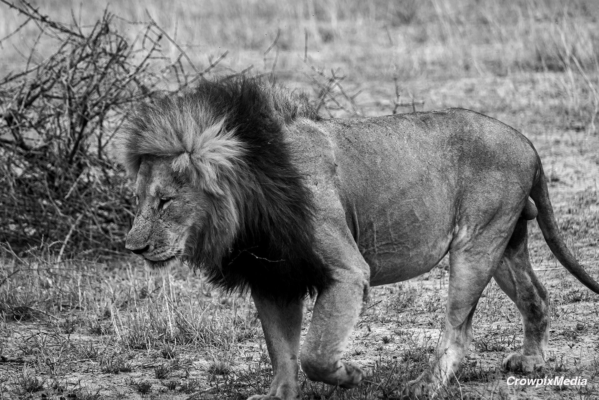 alt="lion conservation wildlife photography Africa"