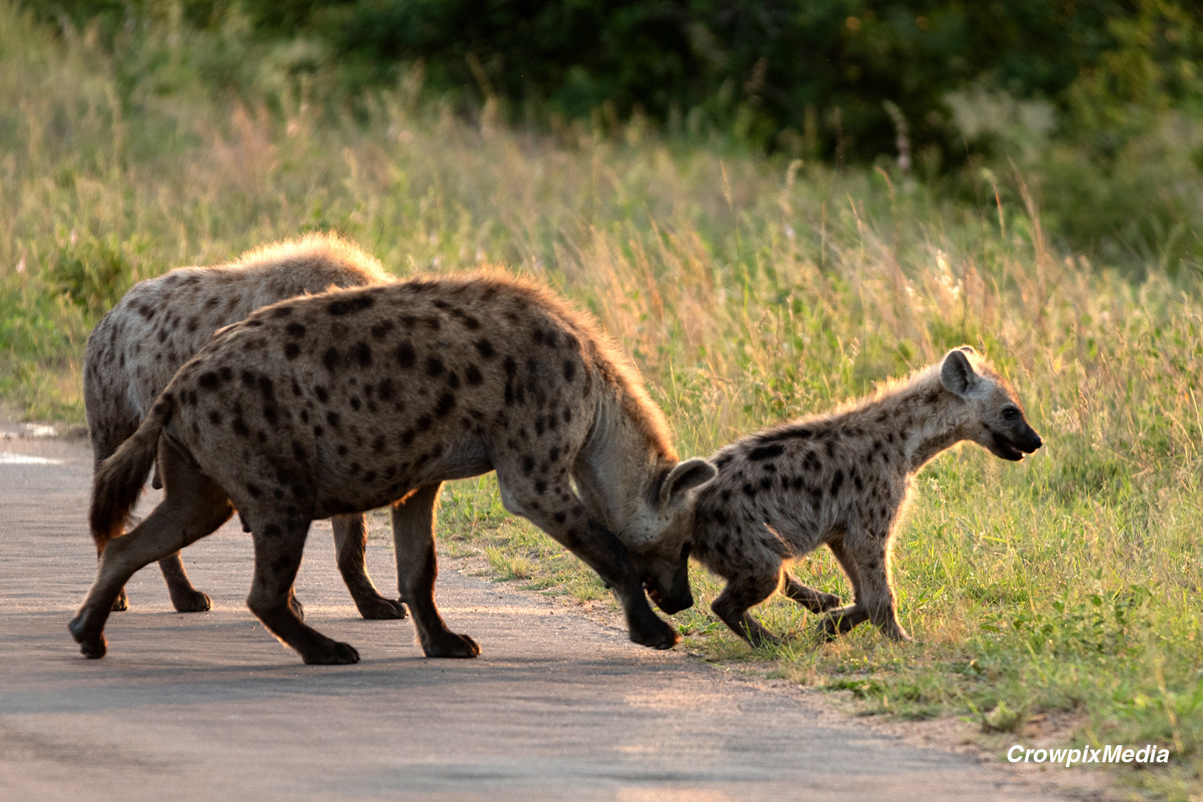 alt="hyena conservation wildlife photography Africa"