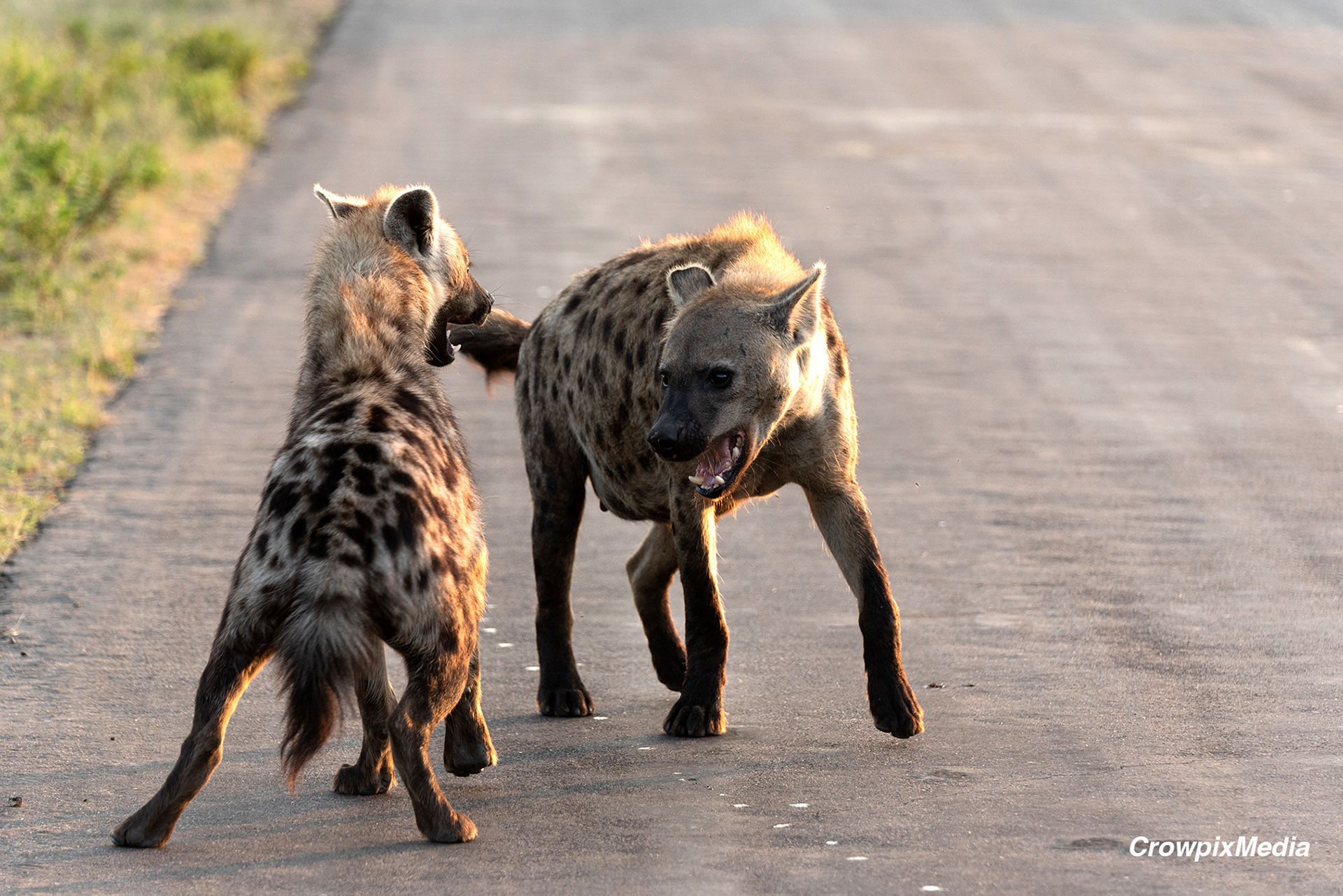 alt="hyena conservation wildlife photography Africa"