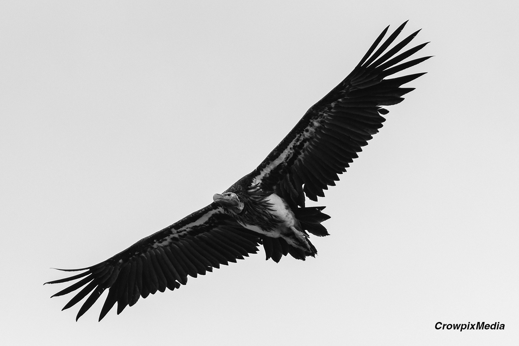 alt="lappet face vulture conservation wildlife photography Africa"