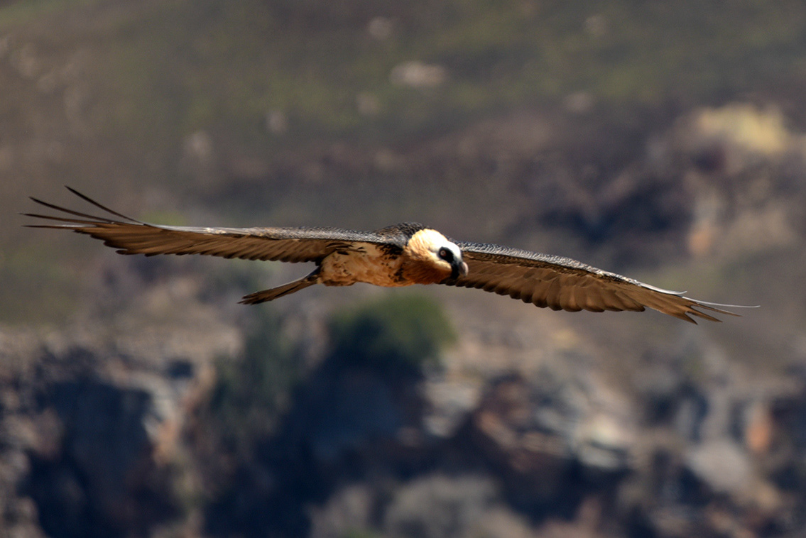 alt="bearded vulture drakensberg conservation wildlife photography Africa"