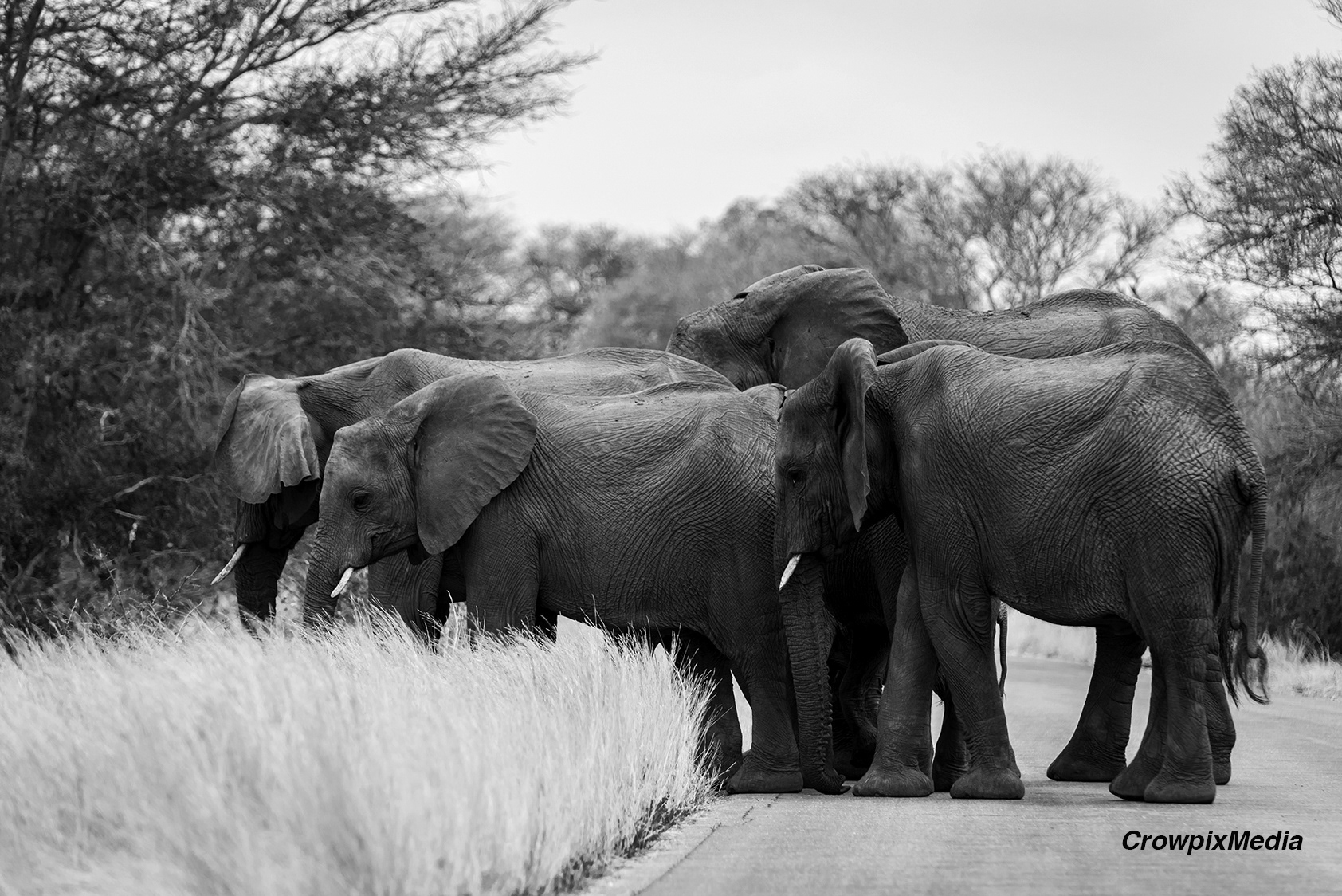 alt="elephant conservation wildlife photography Africa"