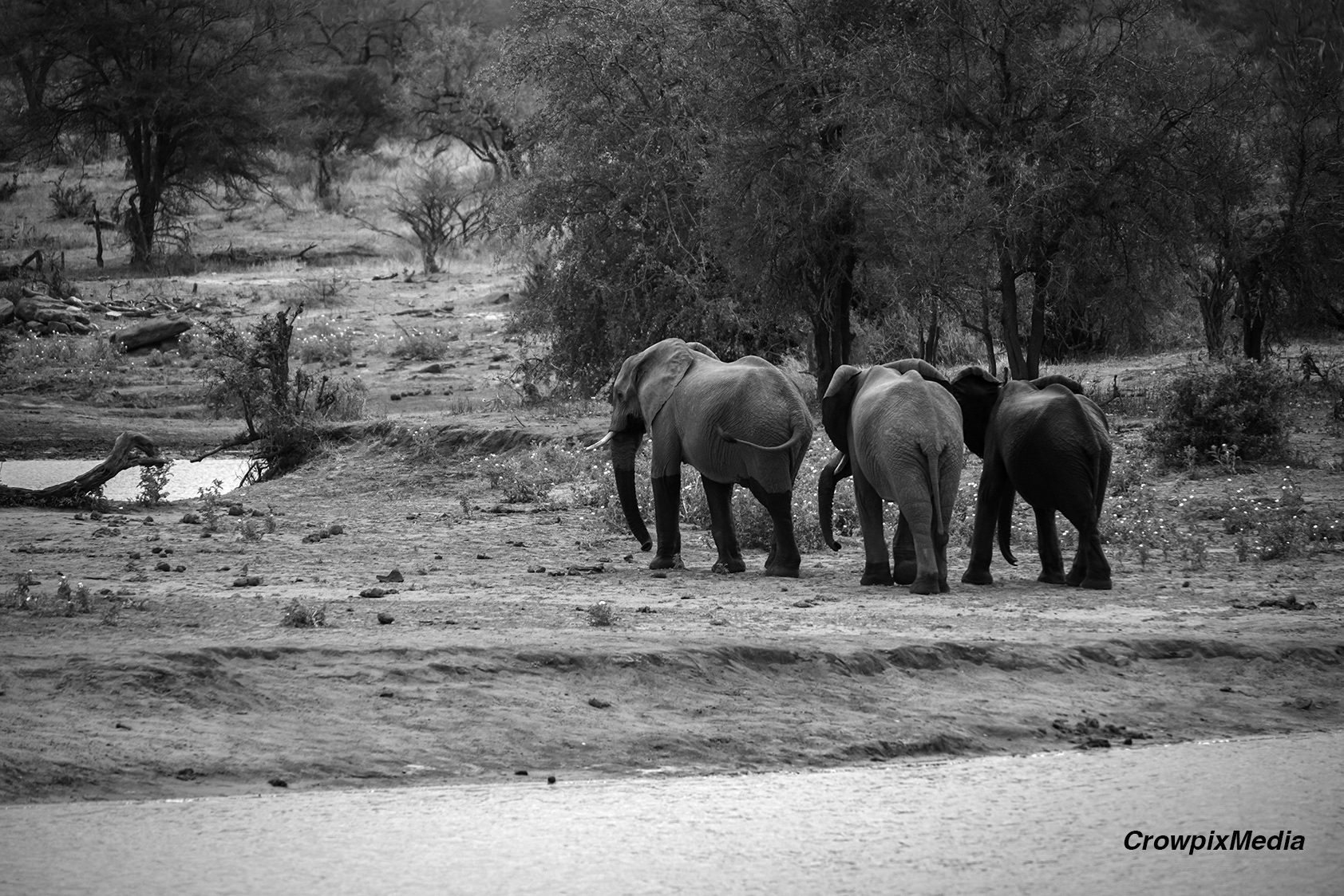 alt="elephant conservation wildlife photography Africa"