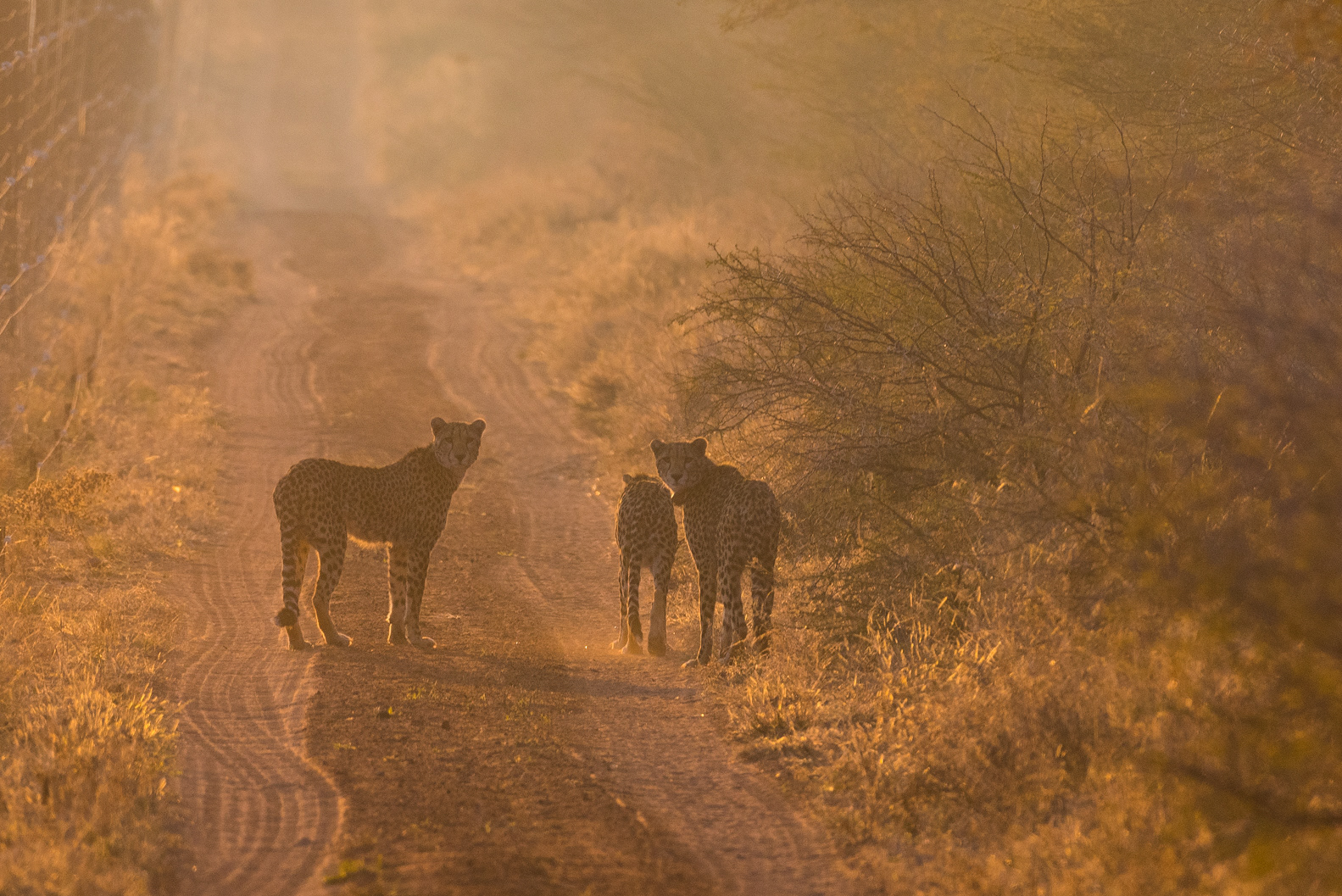 alt="cheetah sunset conservation wildlife photography Africa crowpix media"