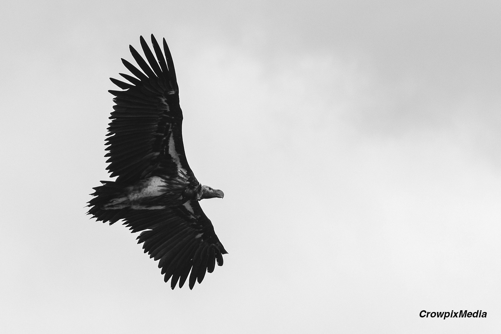 alt="lappet face vulture conservation wildlife photography Africa"