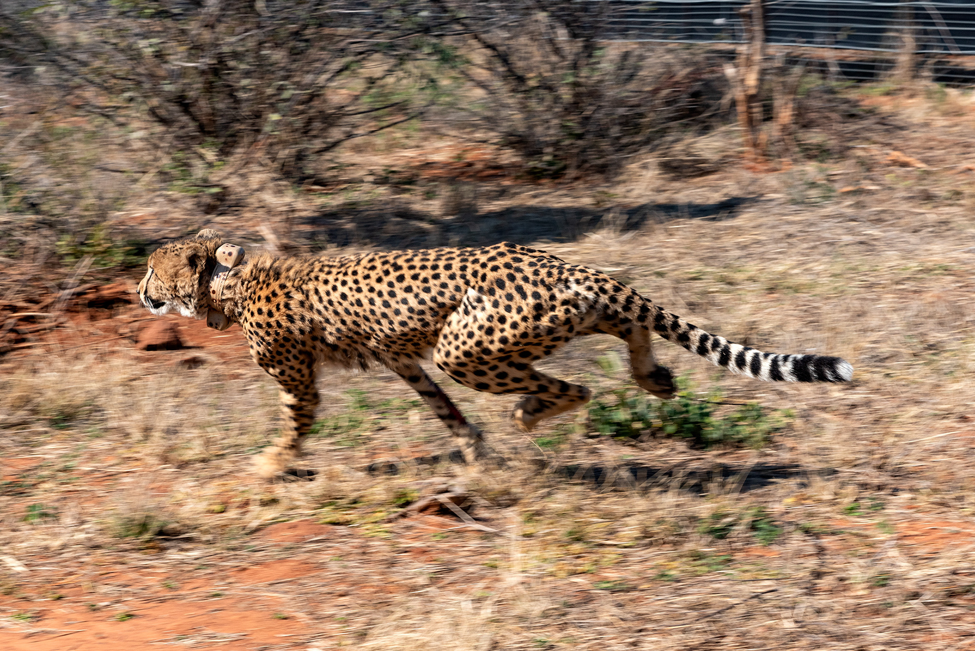alt="cheetah sunset conservation wildlife photography Africa crowpix media"