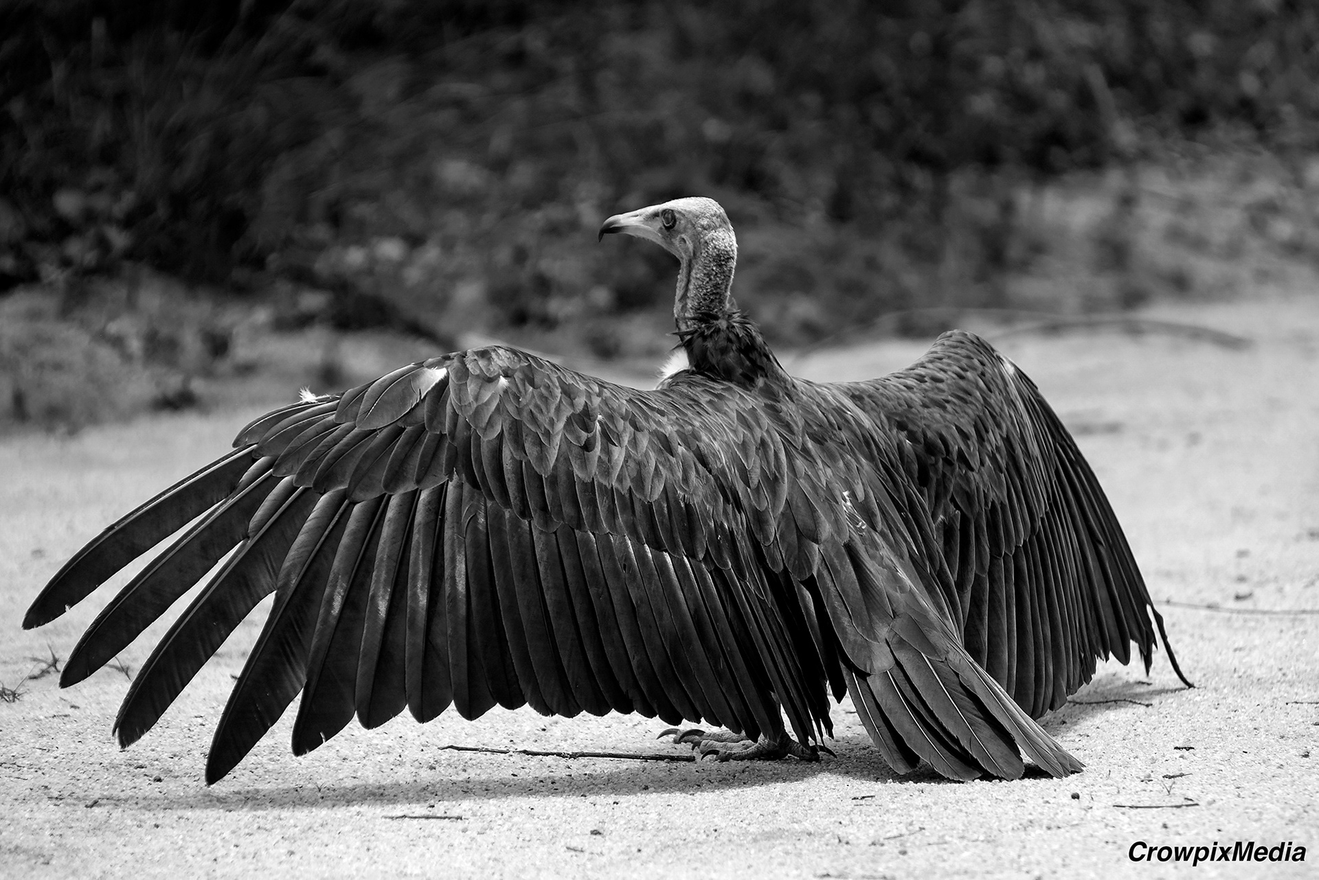 alt="lappet face vulture conservation wildlife photography Africa"
