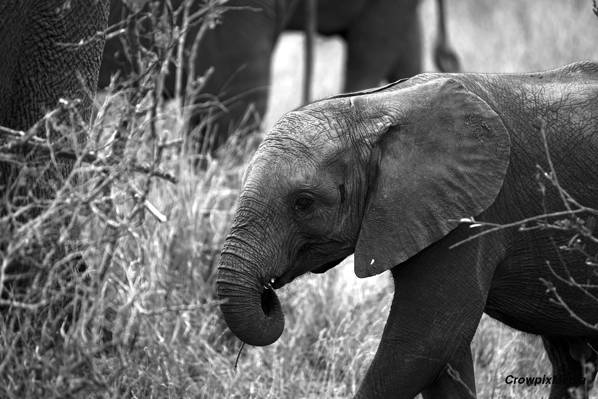 baby elephant wallpaper black and white