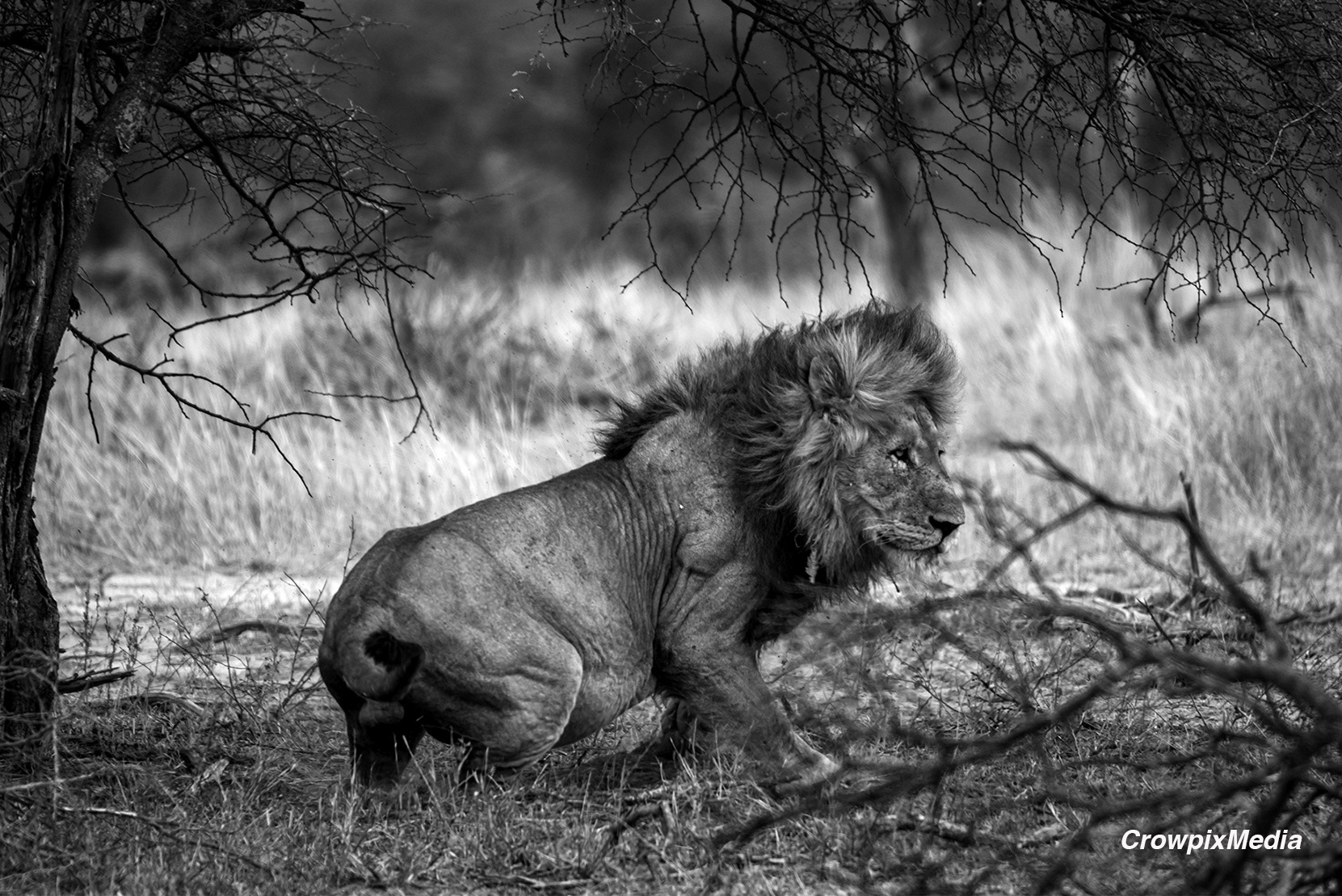 alt="lion conservation wildlife photography Africa"