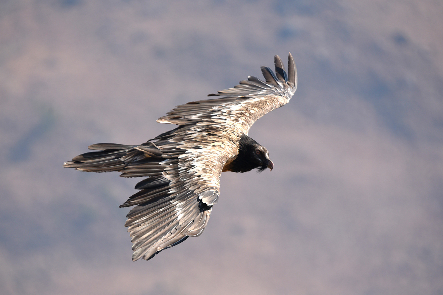 alt="bearded vulture drakensberg conservation wildlife photography Africa"