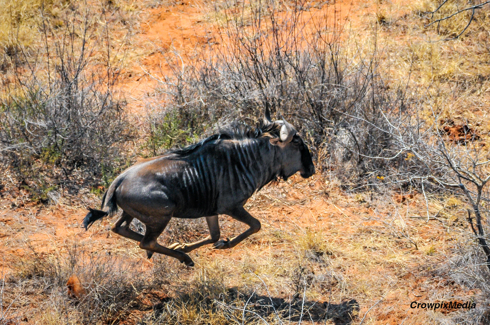 alt="wildebeest wildlife photography Africa crowpix media"