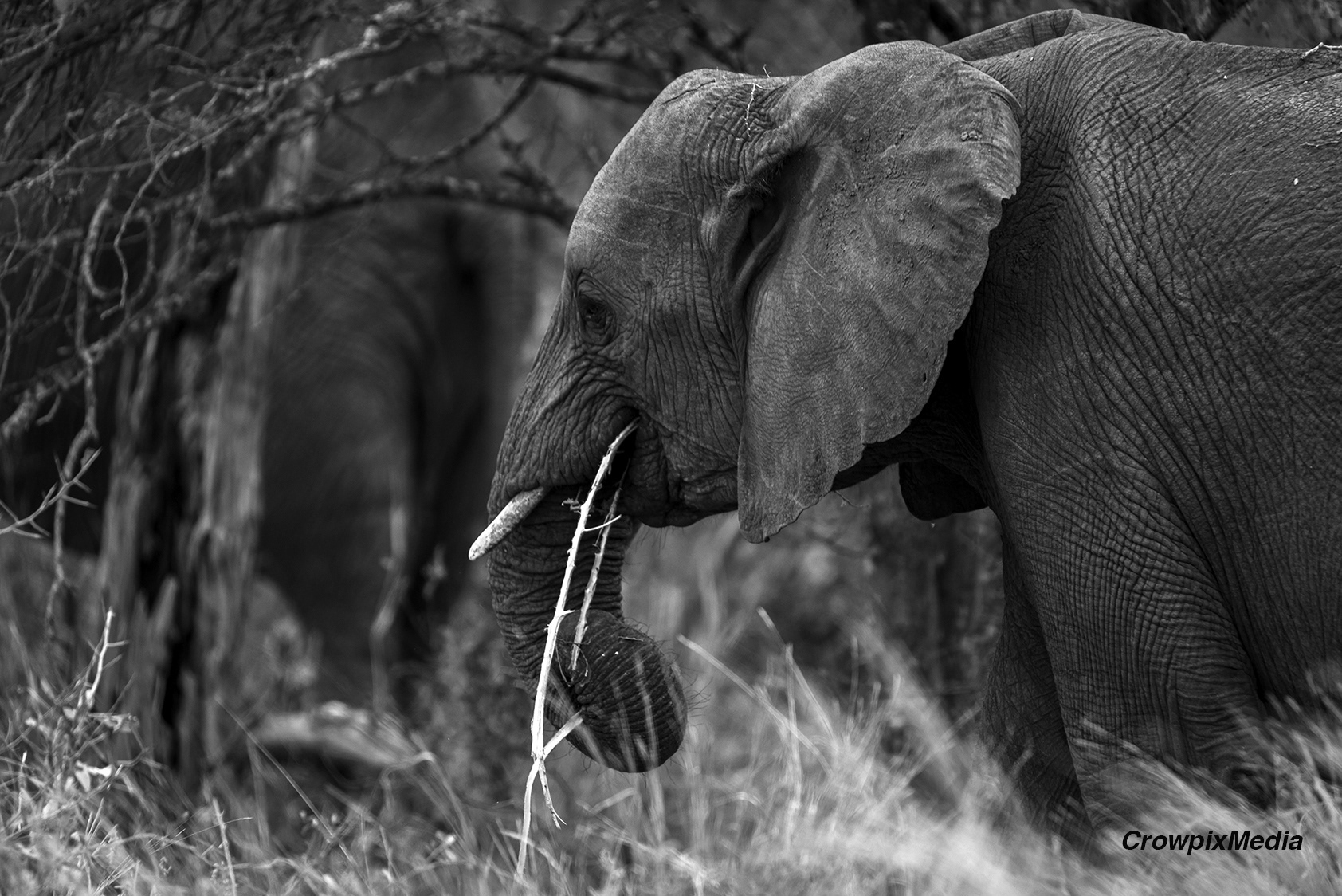 alt="elephant conservation wildlife photography Africa"