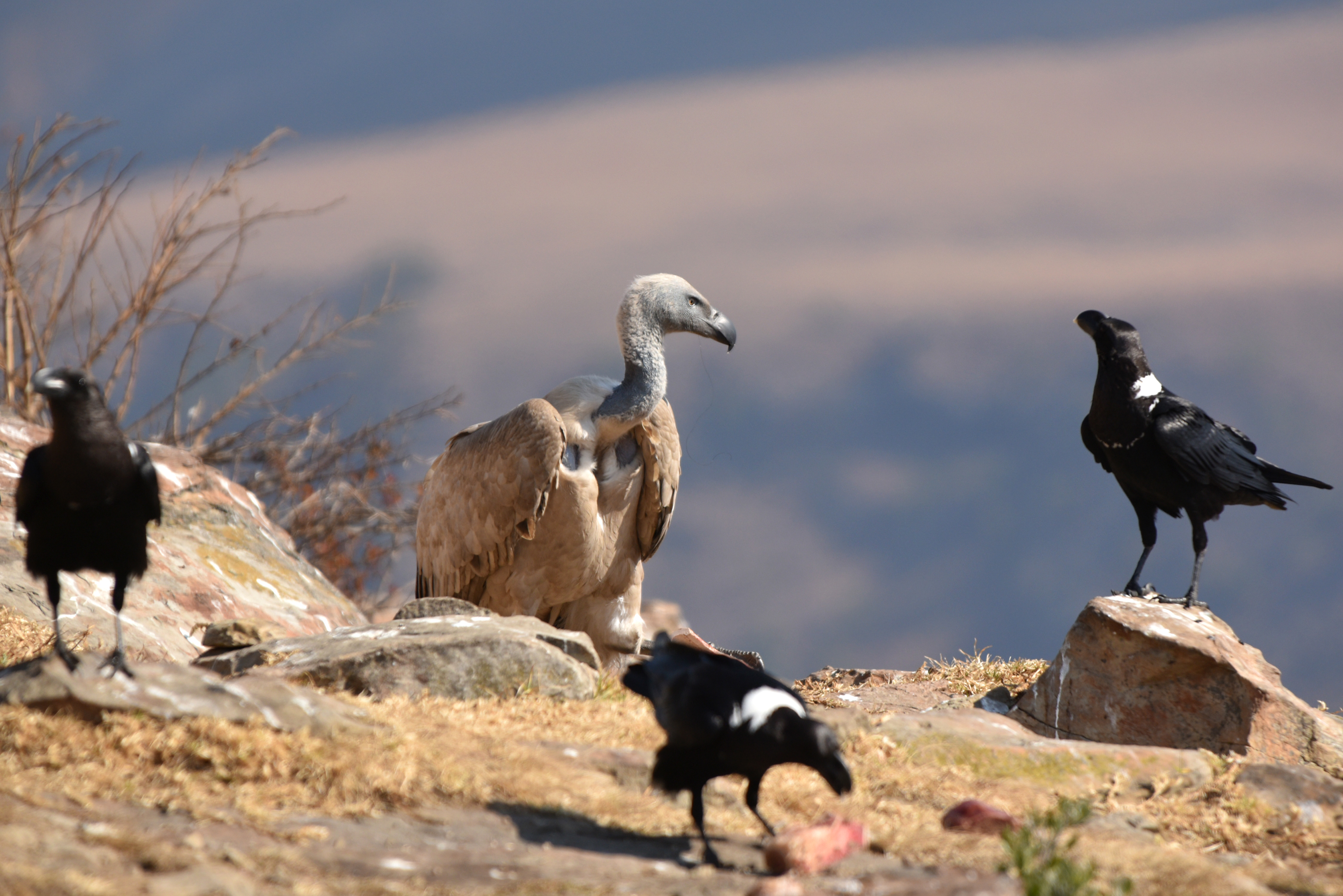 alt="bearded vulture drakensberg conservation wildlife photography Africa"