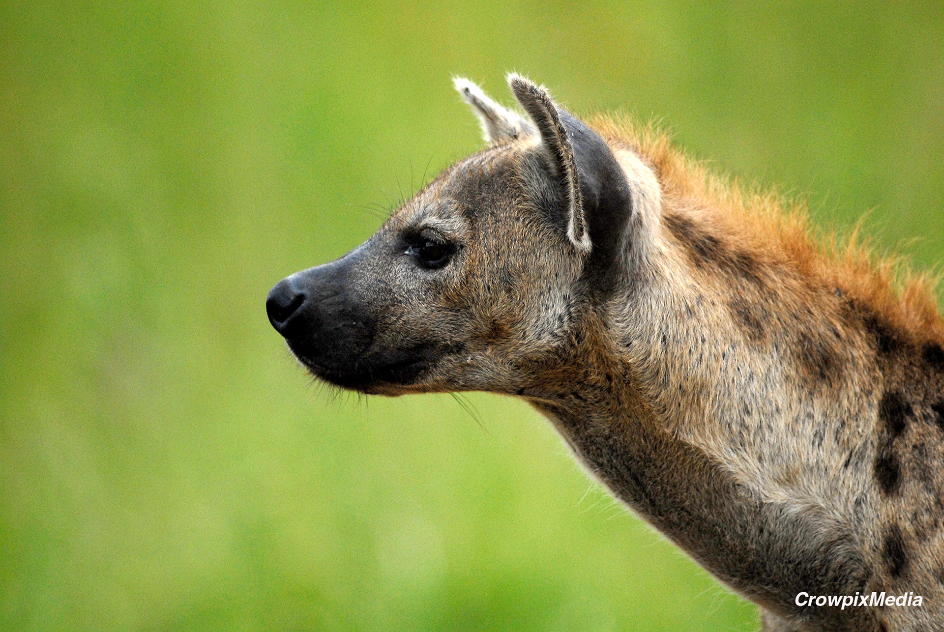 alt="hyena conservation wildlife photography Africa"