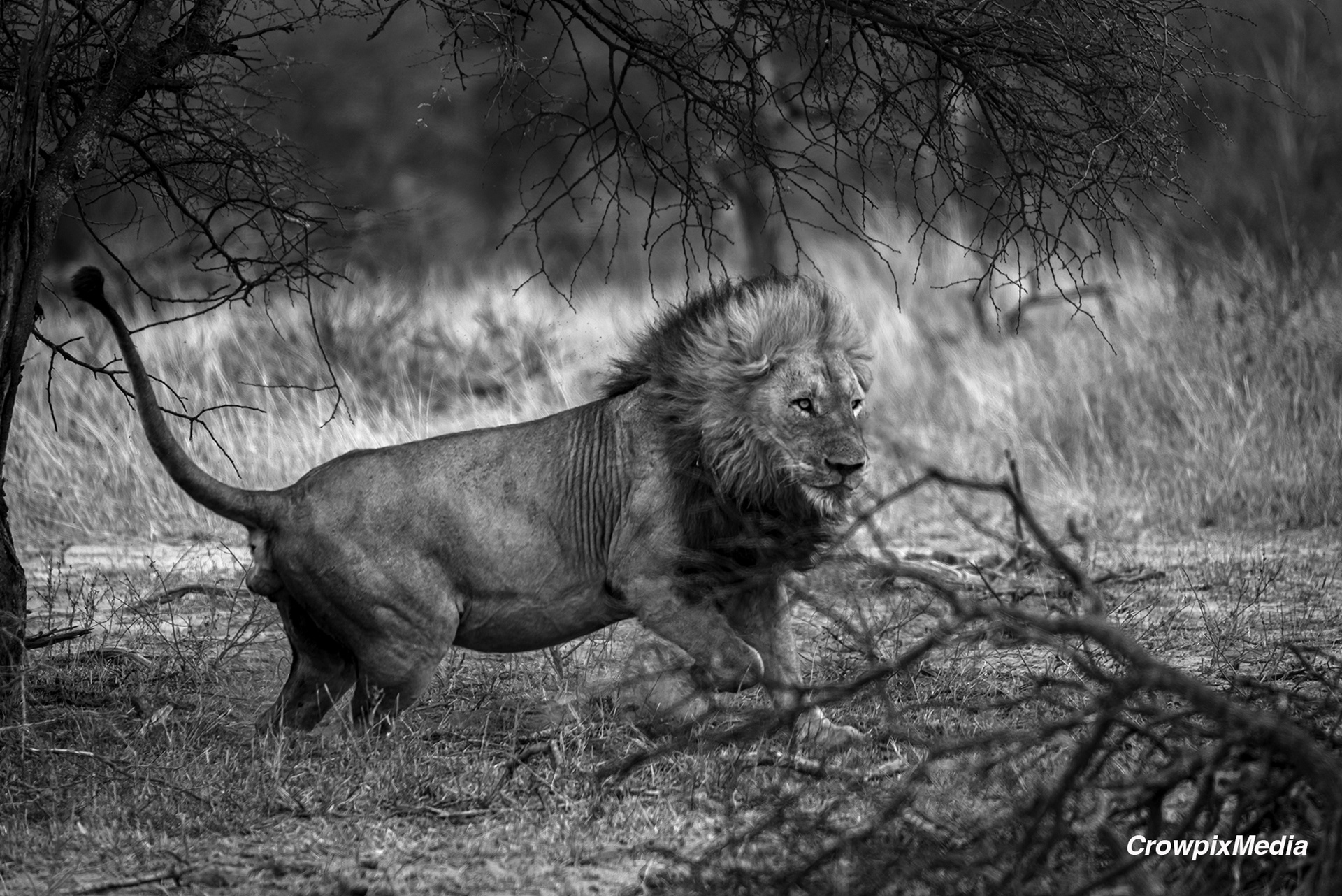 alt="lion conservation wildlife photography Africa"