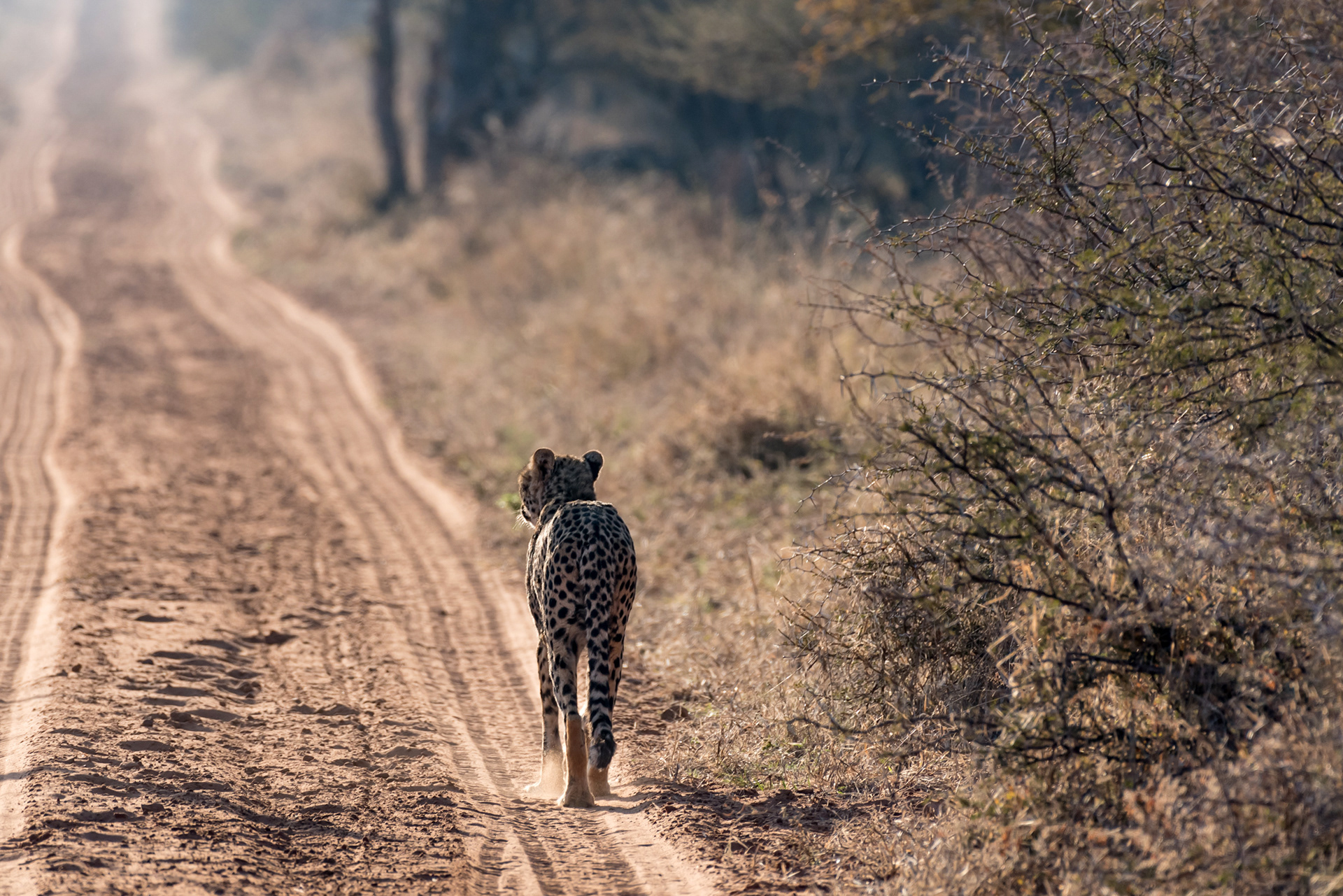 alt="cheetah sunset conservation wildlife photography Africa crowpix media"