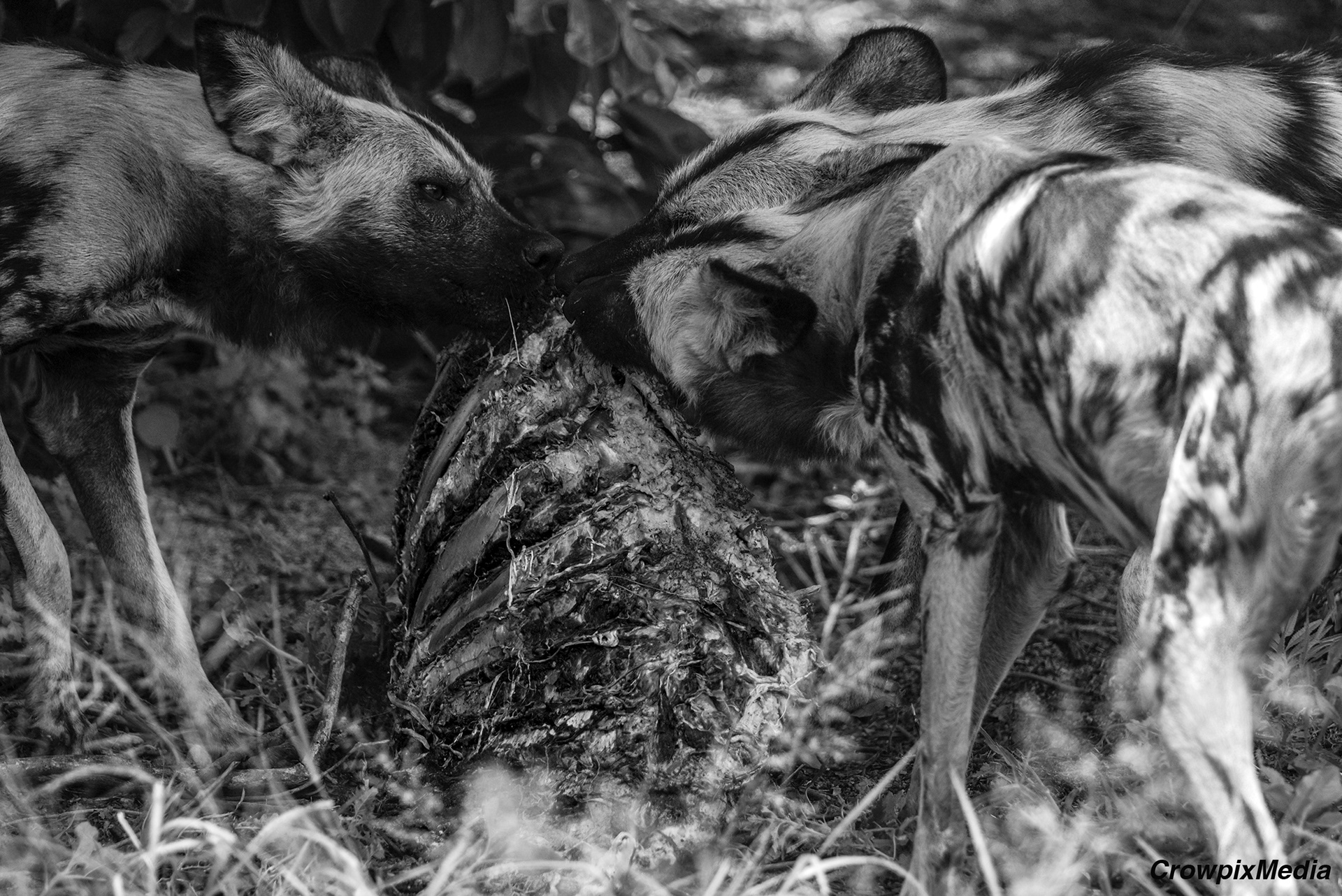 alt="lappet face vulture conservation wildlife photography Africa"