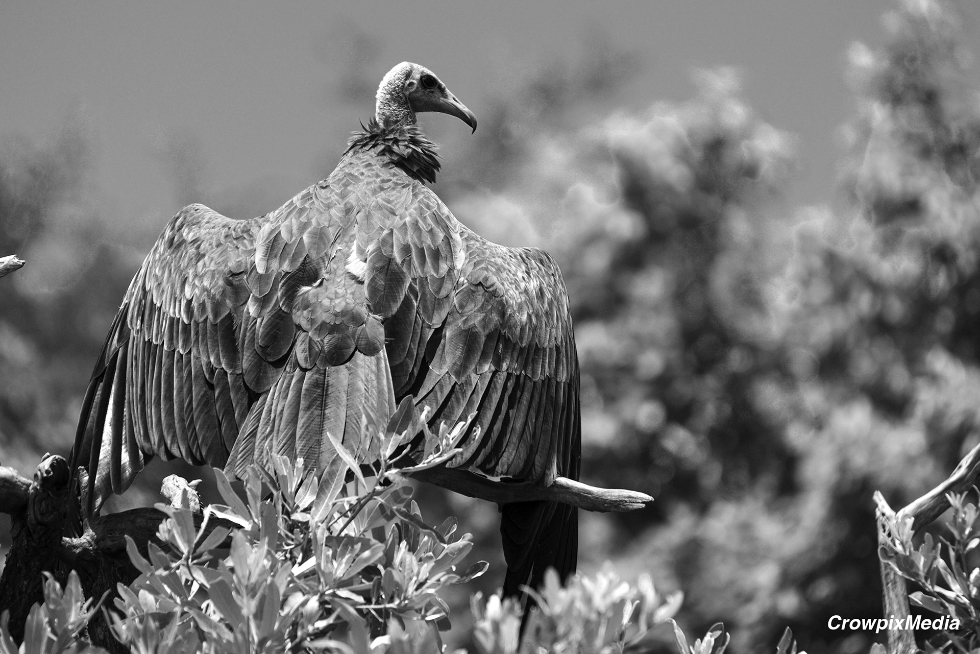 alt="lappet face vulture conservation wildlife photography Africa"