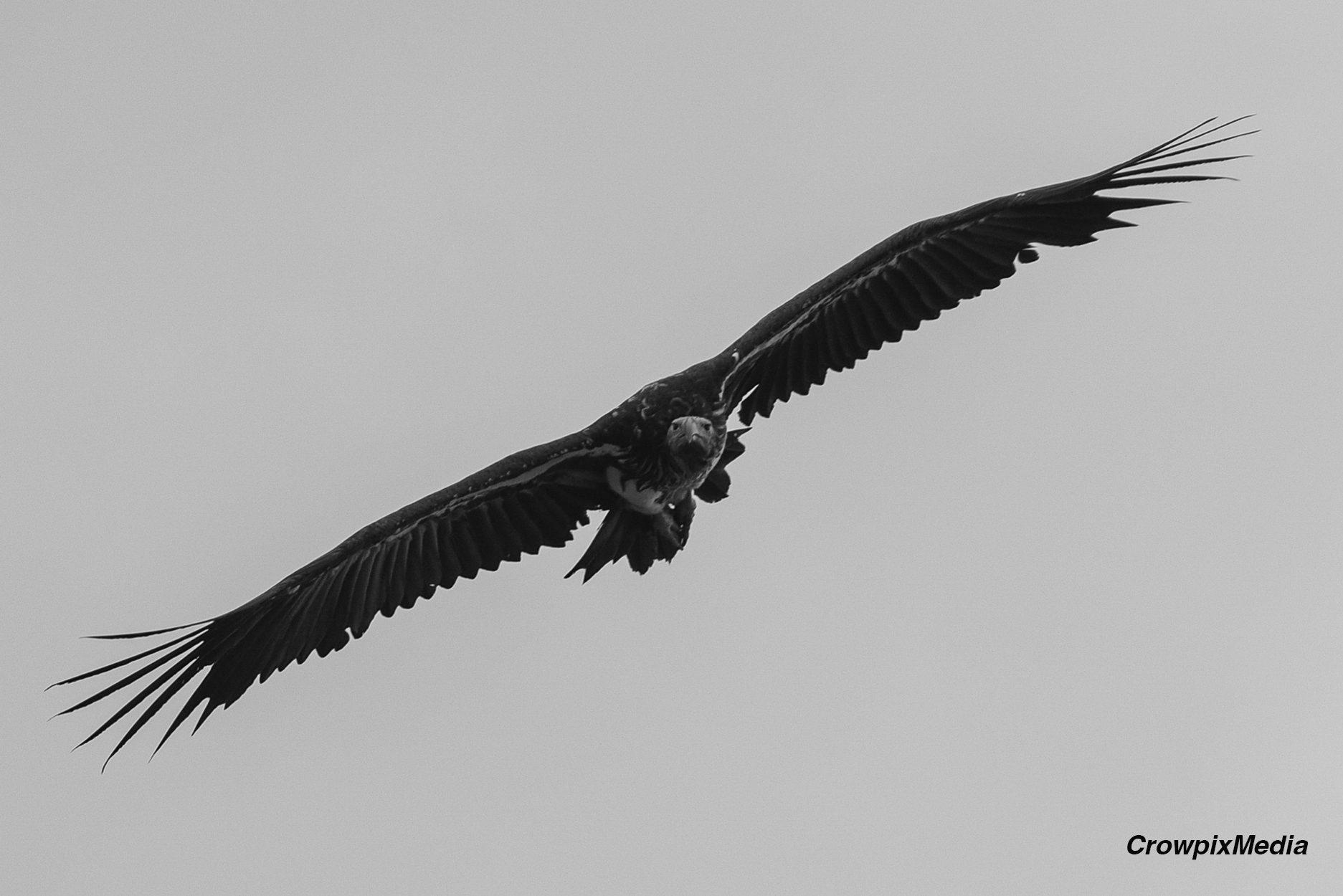 alt="lappet face vulture conservation wildlife photography Africa"