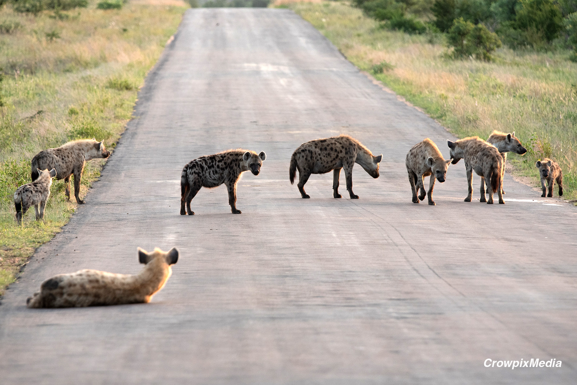 alt="hyena conservation wildlife photography Africa"