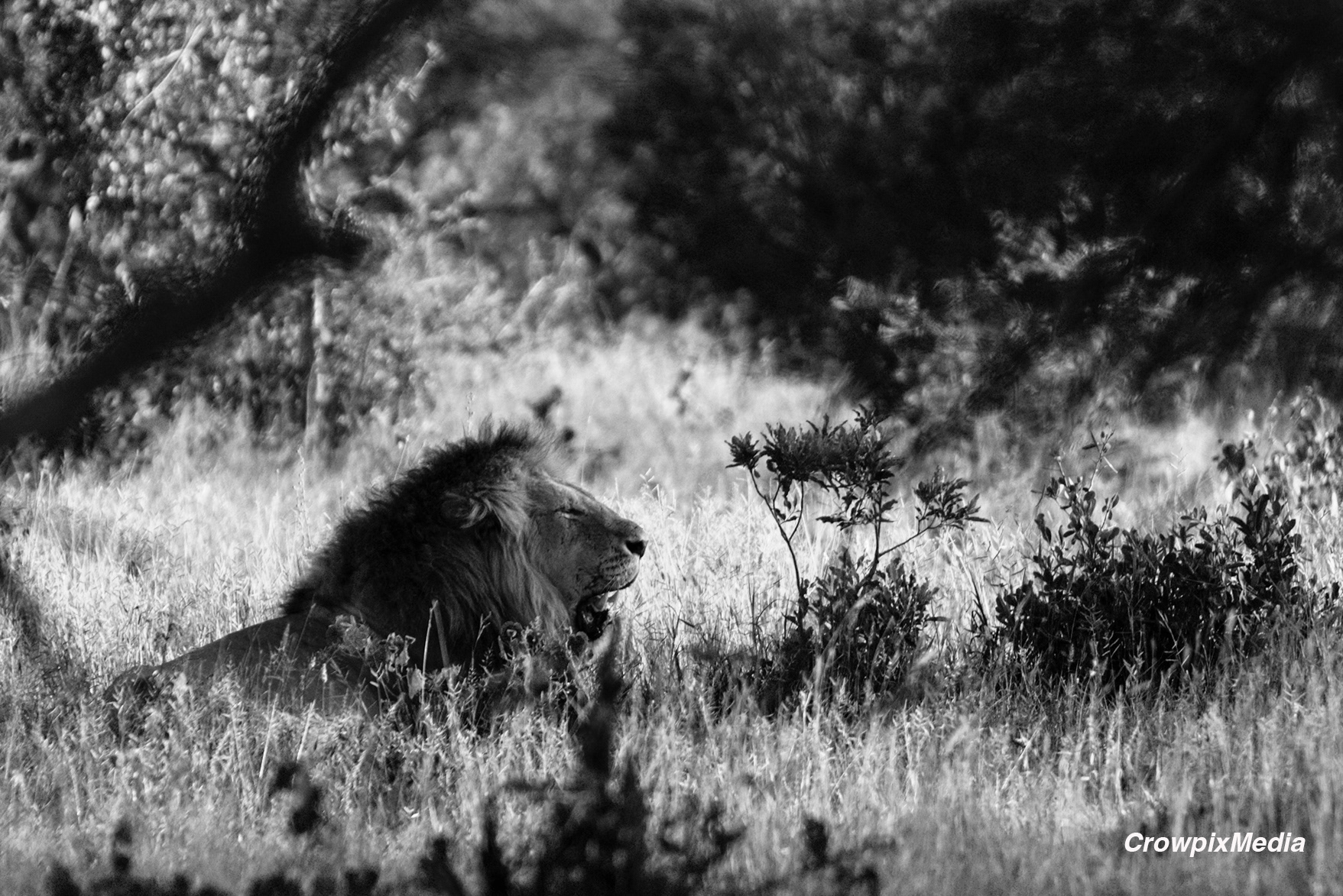 alt="lion conservation wildlife photography Africa"