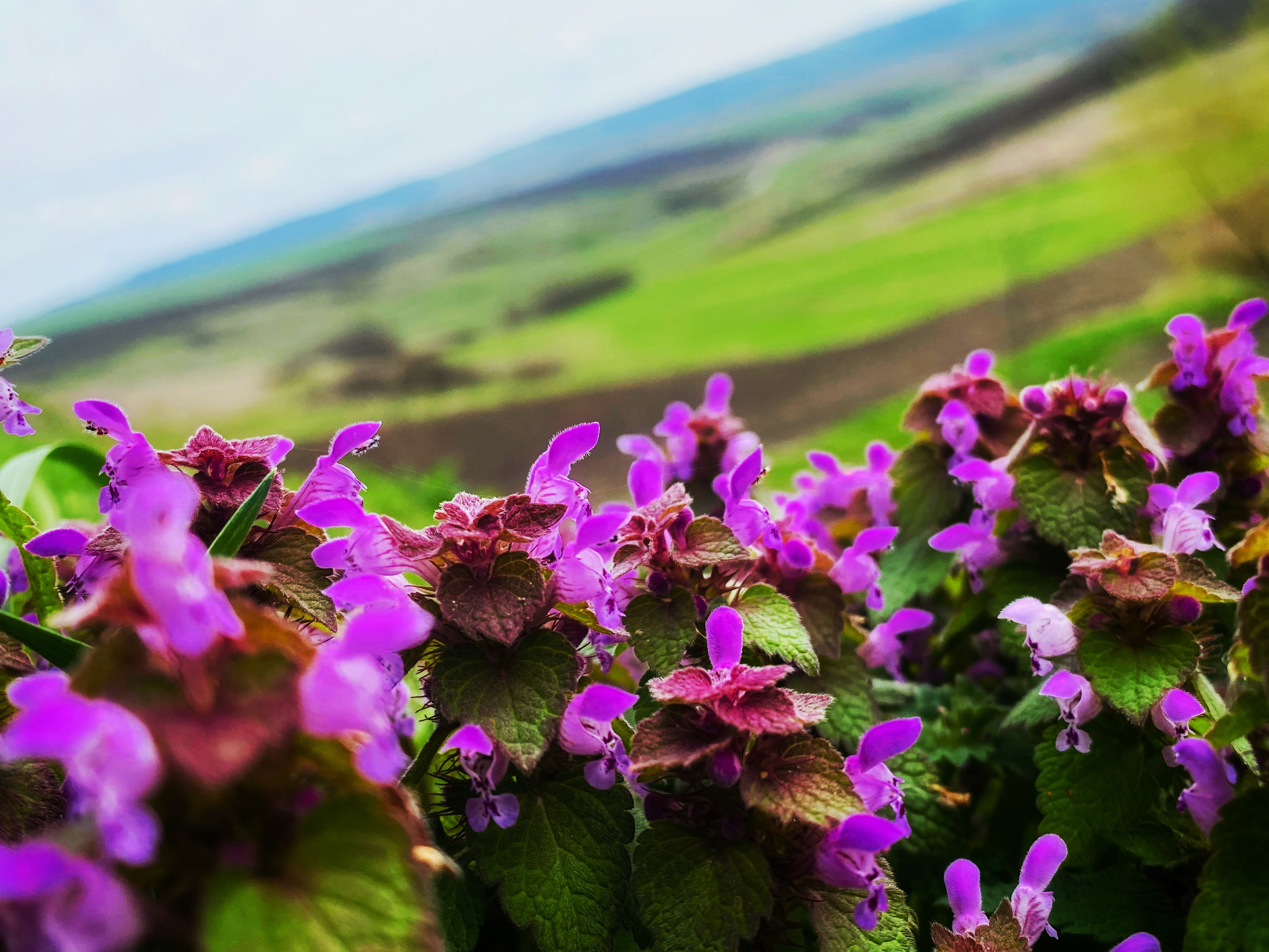 2021, Iasi, Romania - A photo taken during a countryside recreation, when roaming in a nearby forest with a dear friend and enjoying the reviving of the nature!