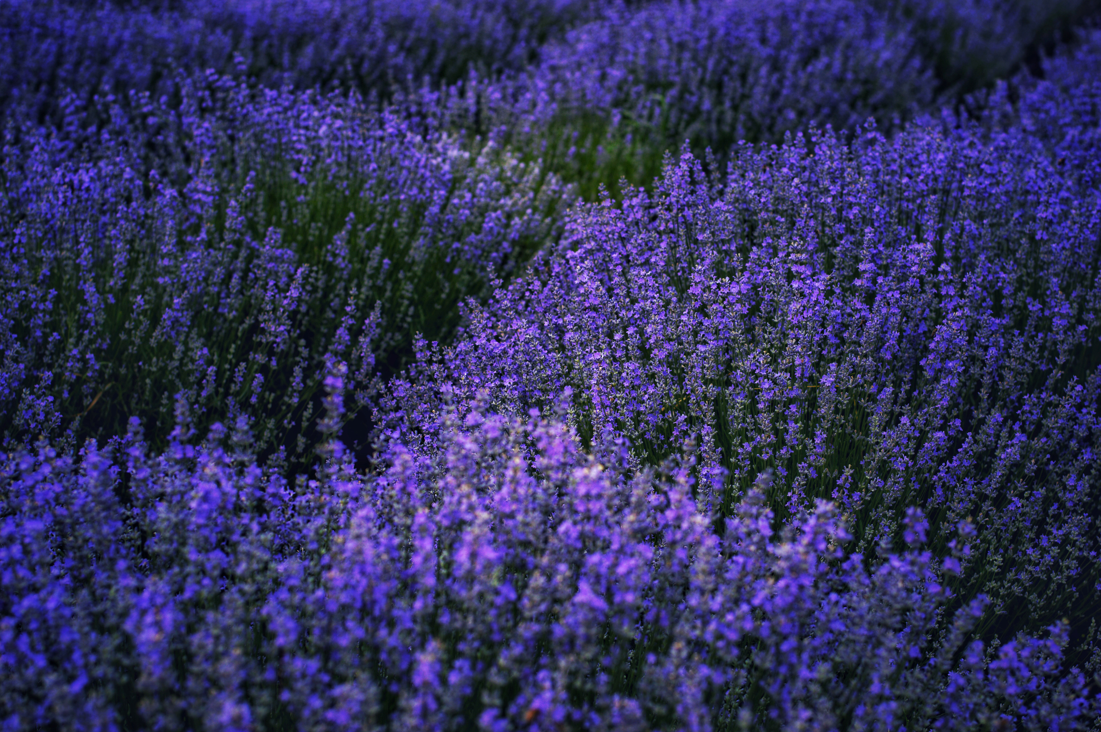 2021, Iasi, Romania - A lavender field, a dream.