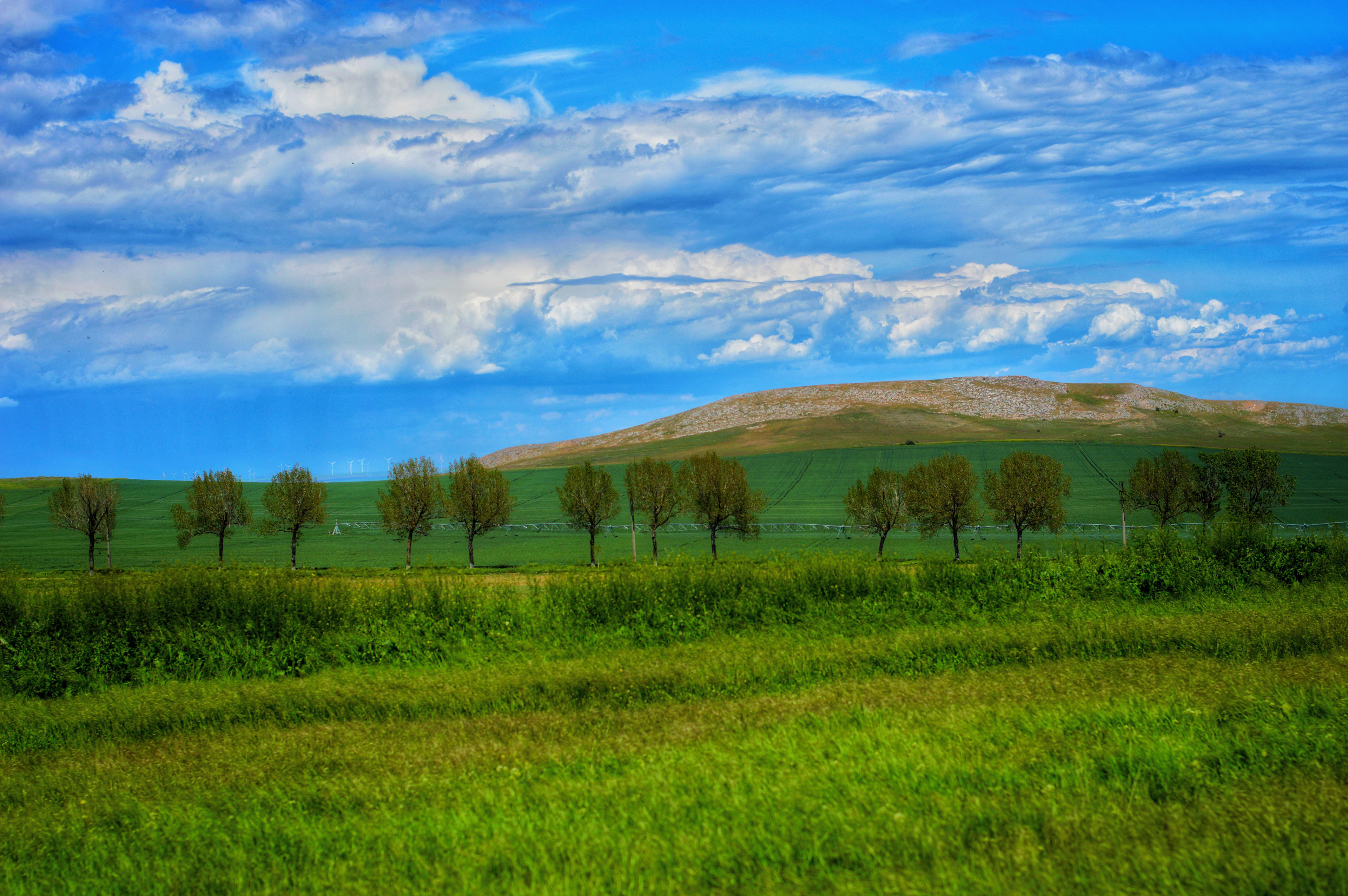 2021, Jurilovca, Romania - The alignment of the trees and the contrast with the sky and the grass made me press the release button after ensuring a good fit on the viewer.