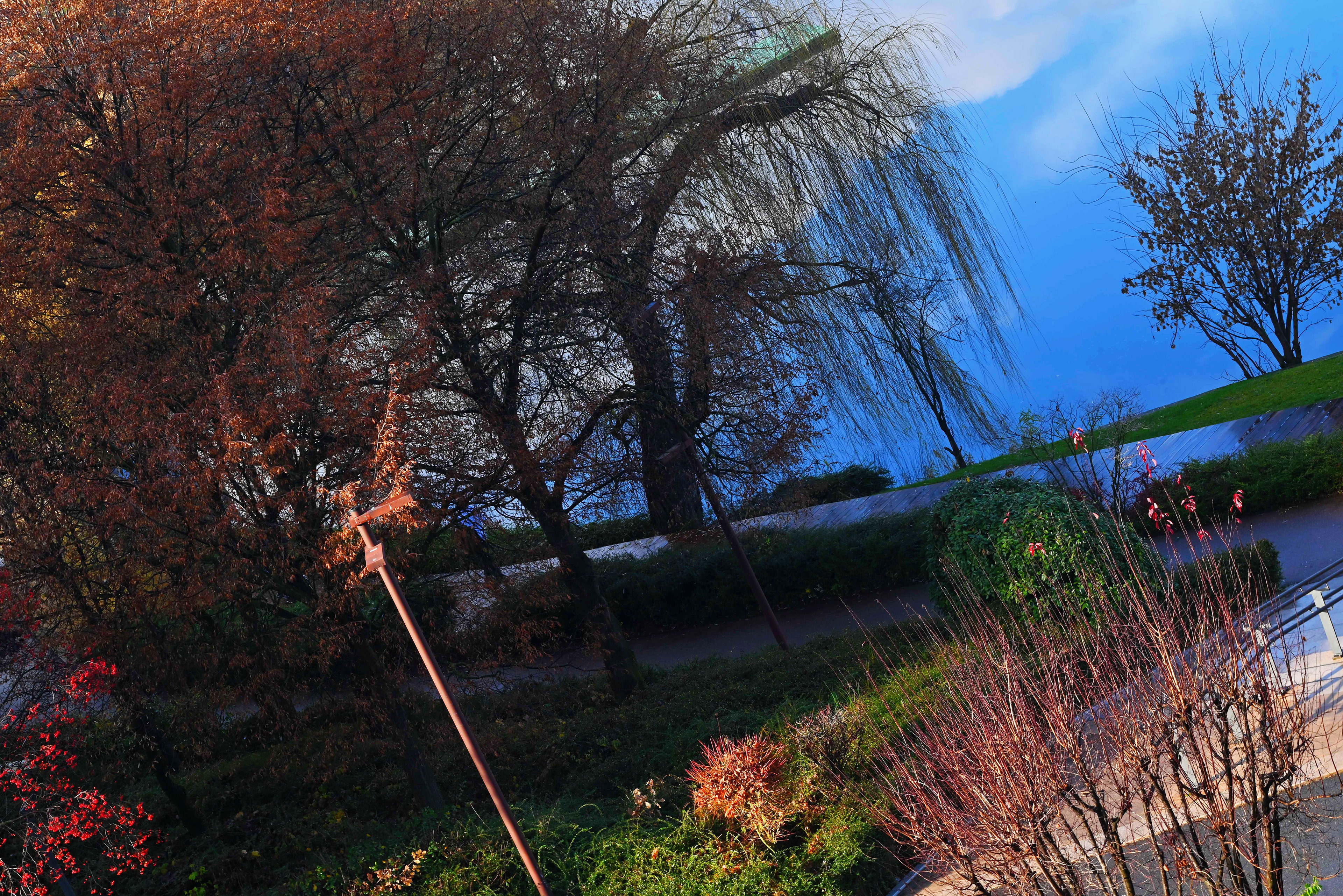 2022, Cluj, Romania - These colors amazingly were surprised on the mid of December on a sunny day. When usually during December, in Romania, we have low temperatures and freezy days. 