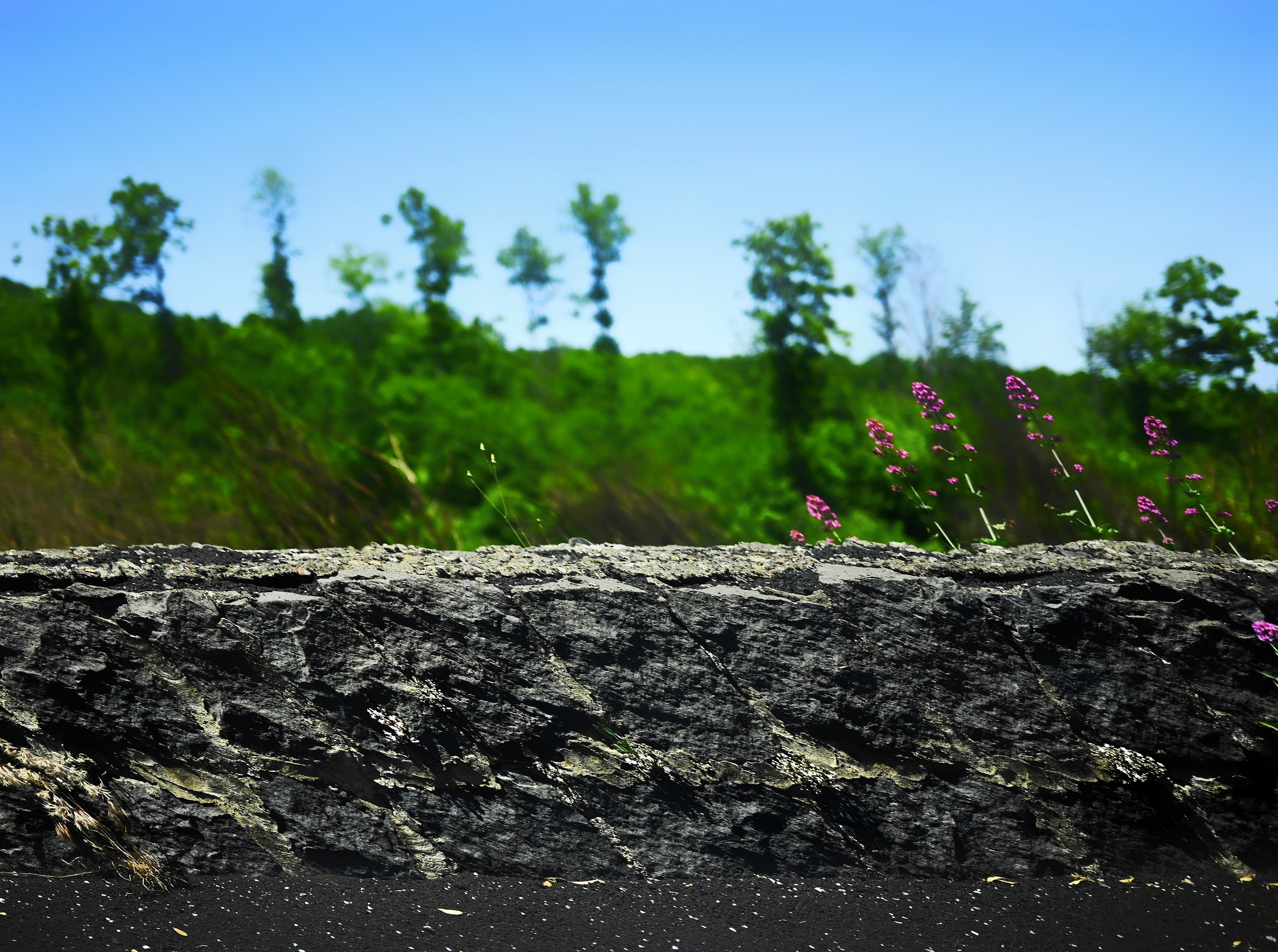 2022, Etna, Italy - Vulcano rocks beautified by specific flowers.