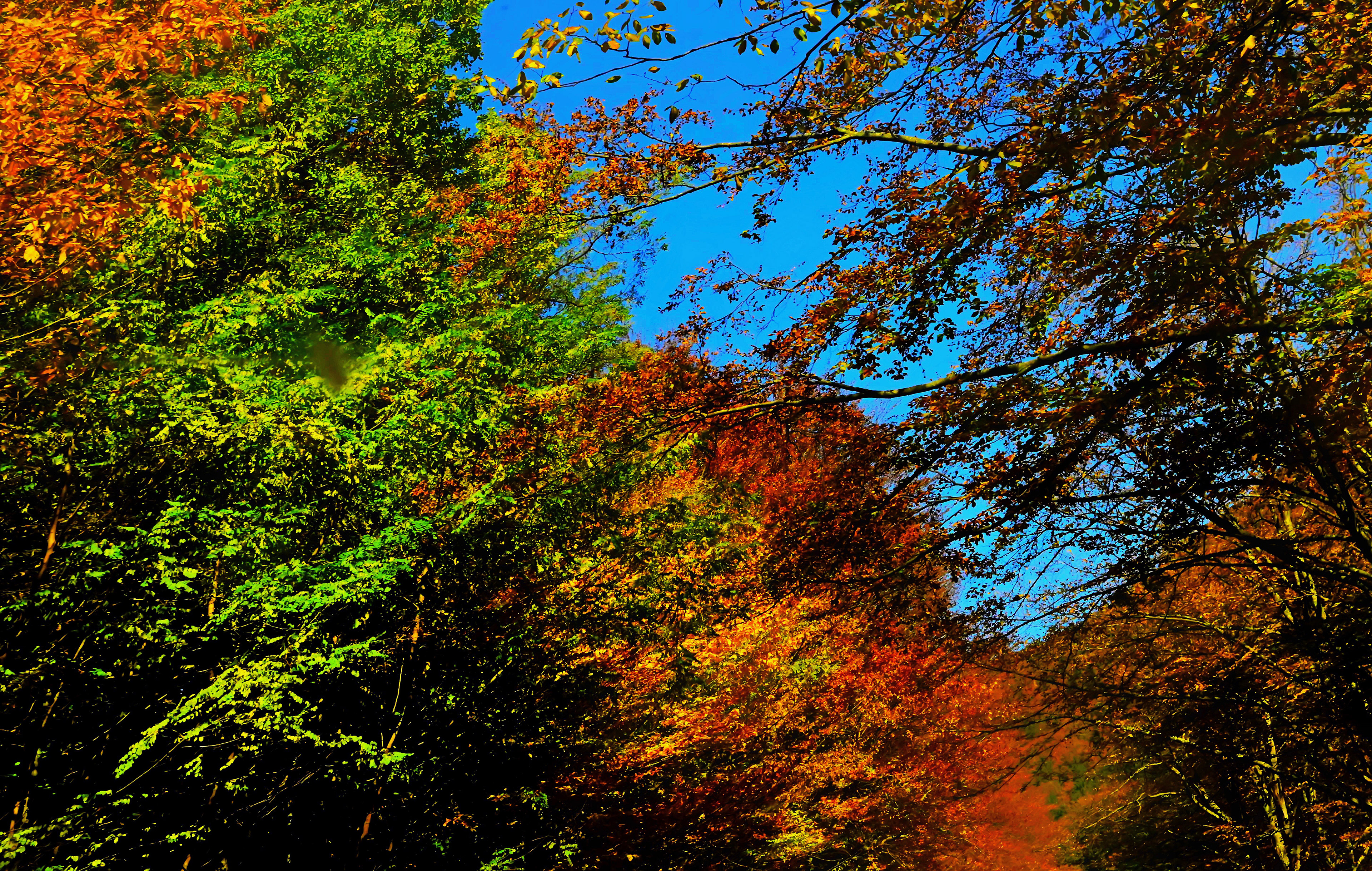 2022, Romania - The autumn with its amazing colors that couldn't escape my eyes.