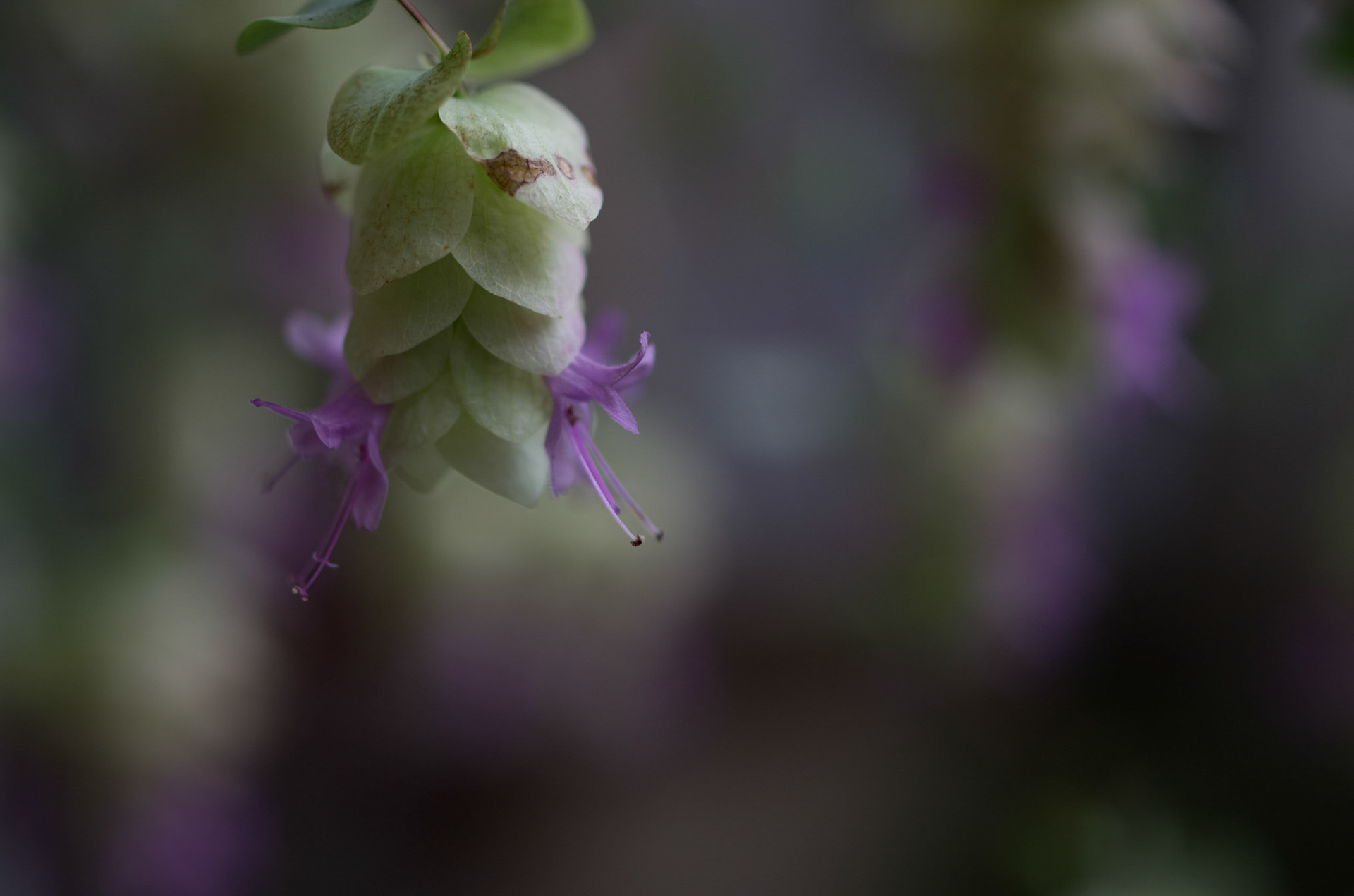 Oregano Kent-beauty