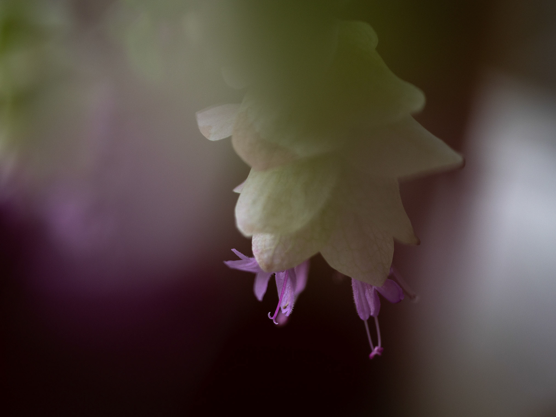 Oregano Kent-beauty