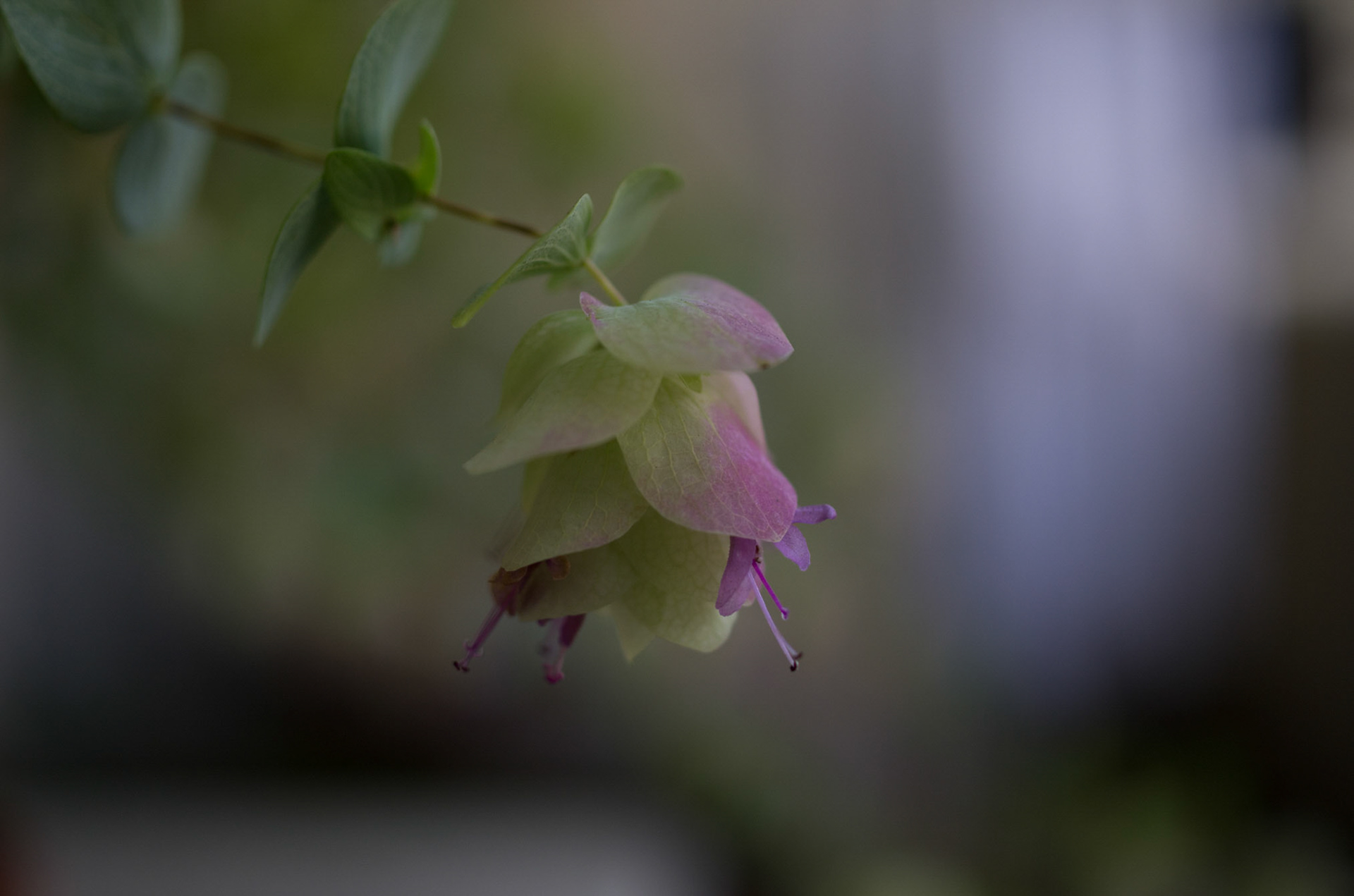 Oregano Kent-beauty