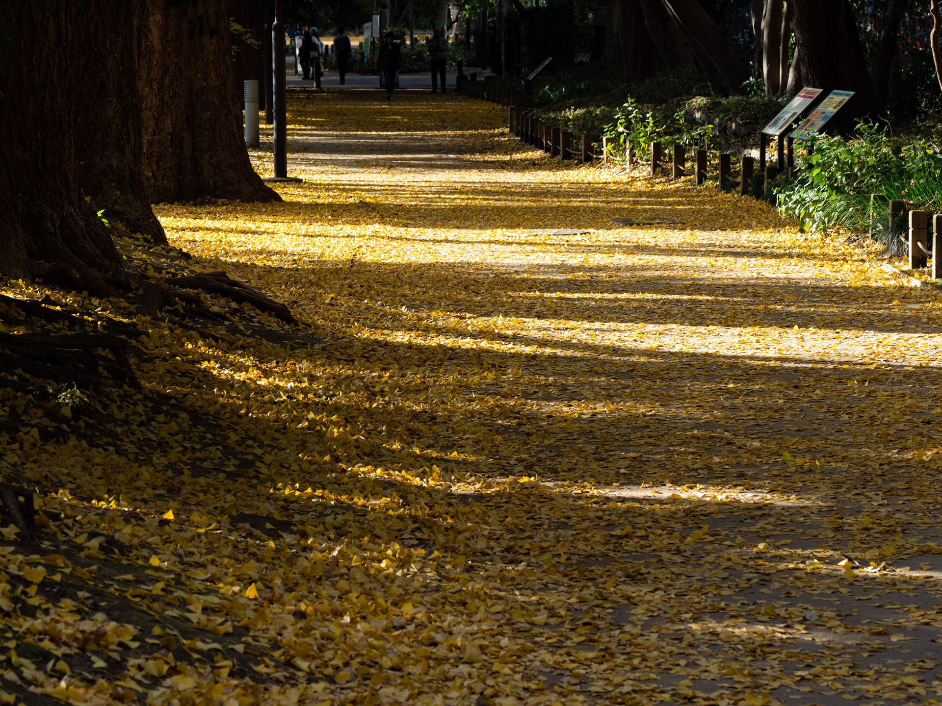 at Shinjyuku-Gyoen Park