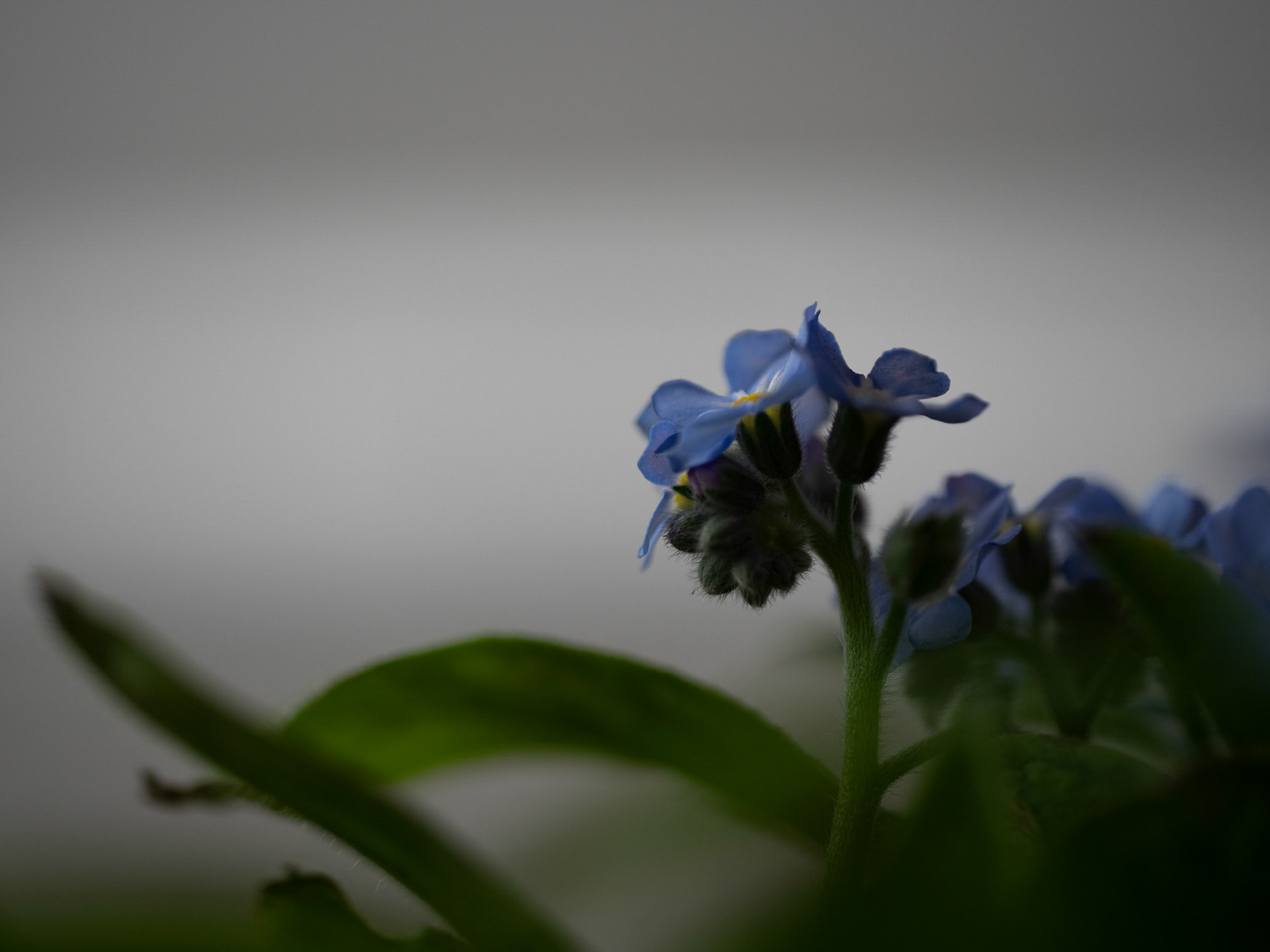 forget-me-not /2024-0301 09:43