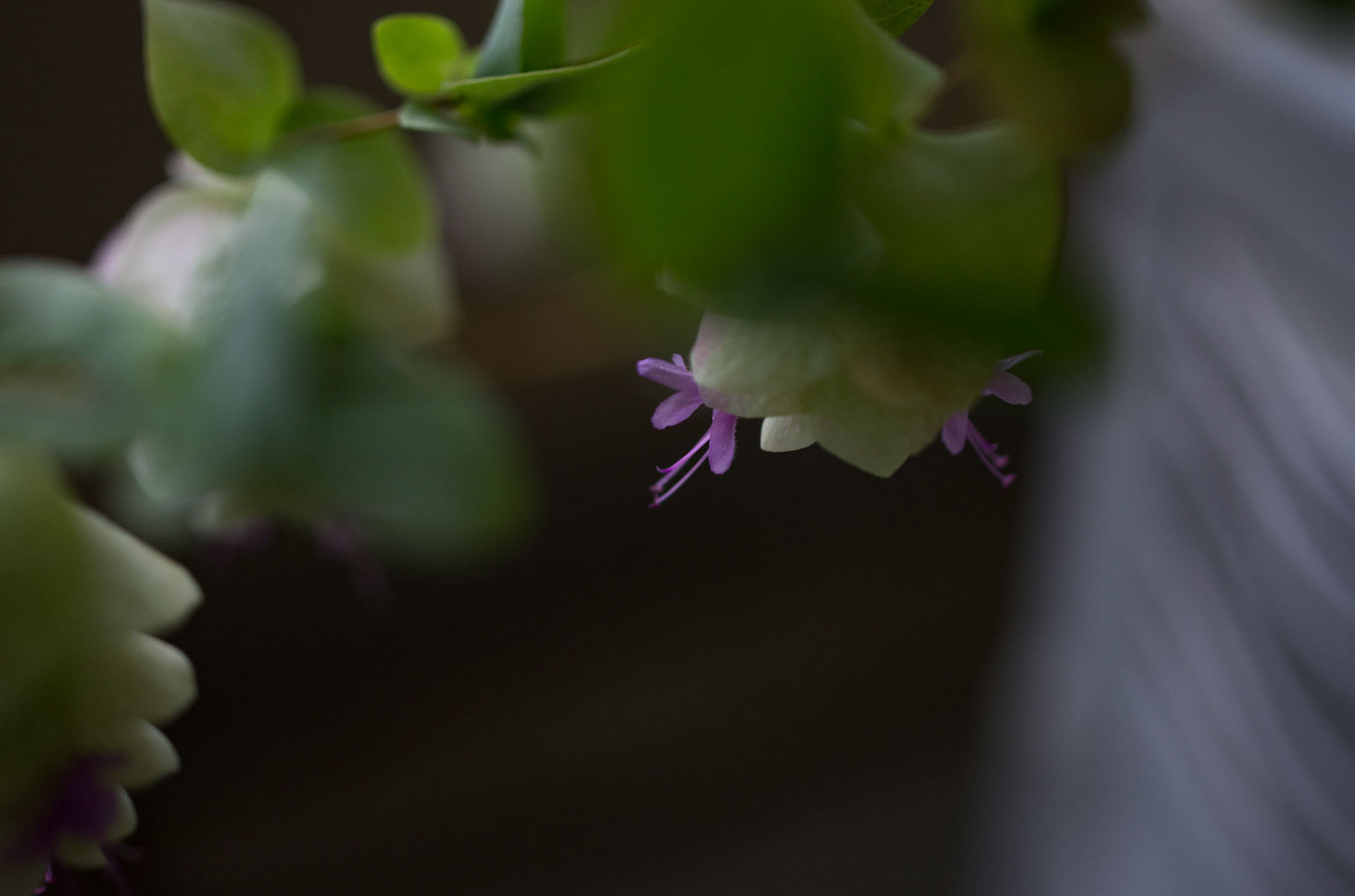 Oregano Kent-beauty