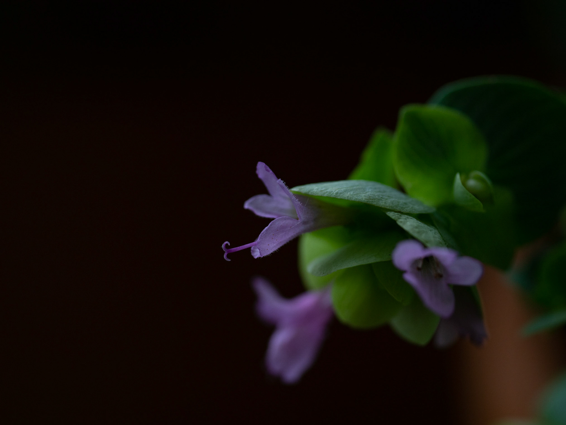 oregano kent-beauty