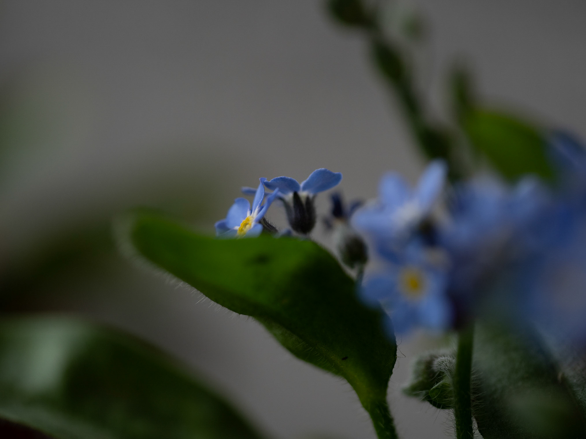 forget-me-not /2024-0312 10:36