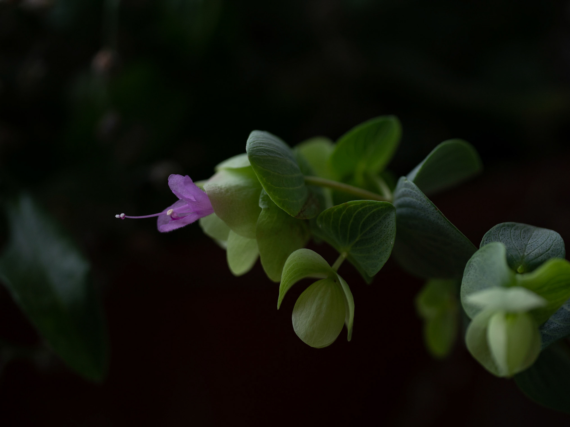 oregano kent-beauty