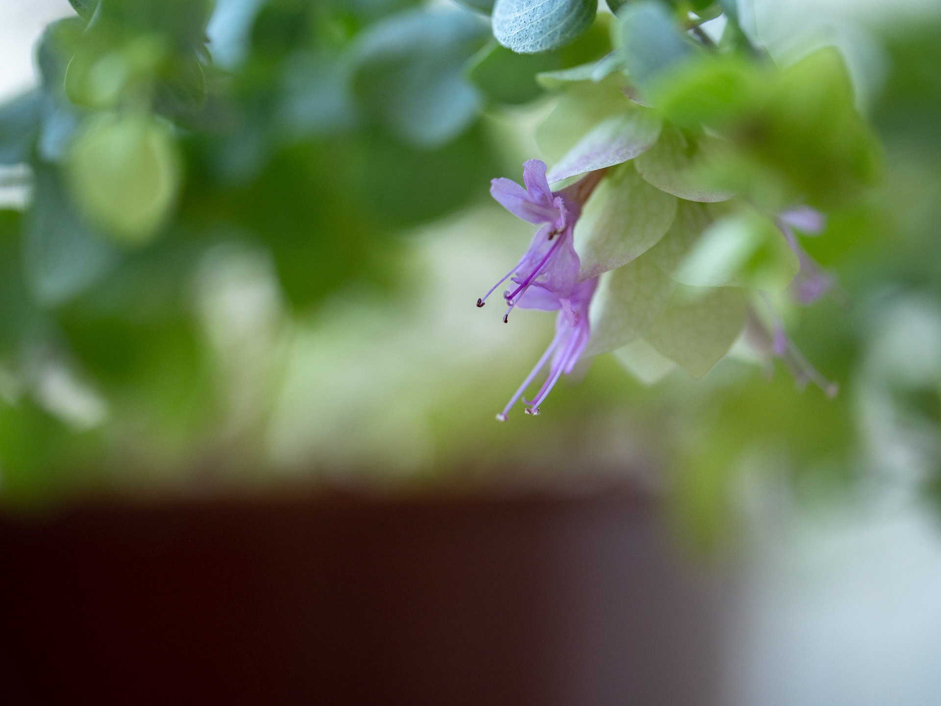 Oregano Kent-beauty