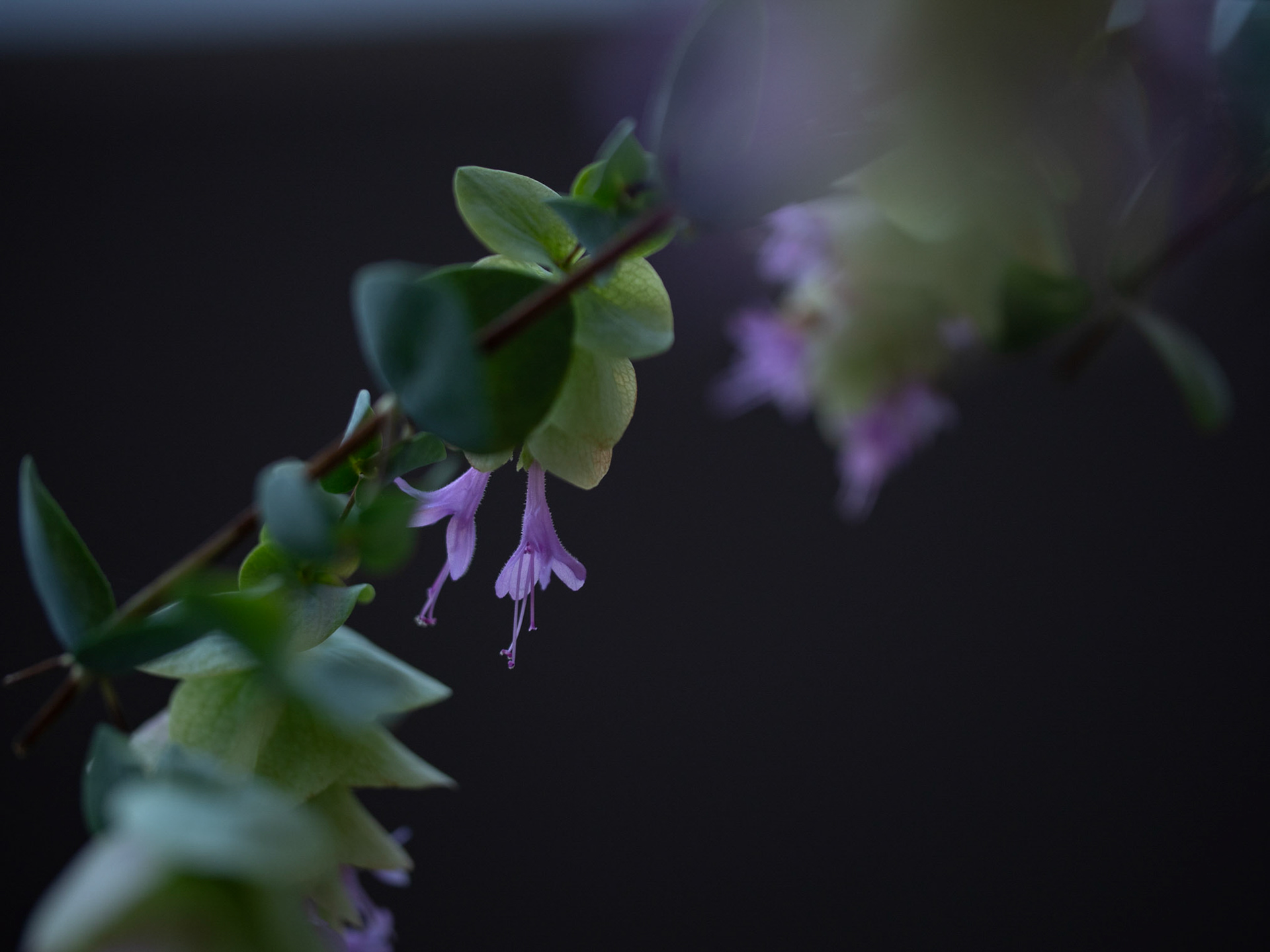 oregano kent-beauty