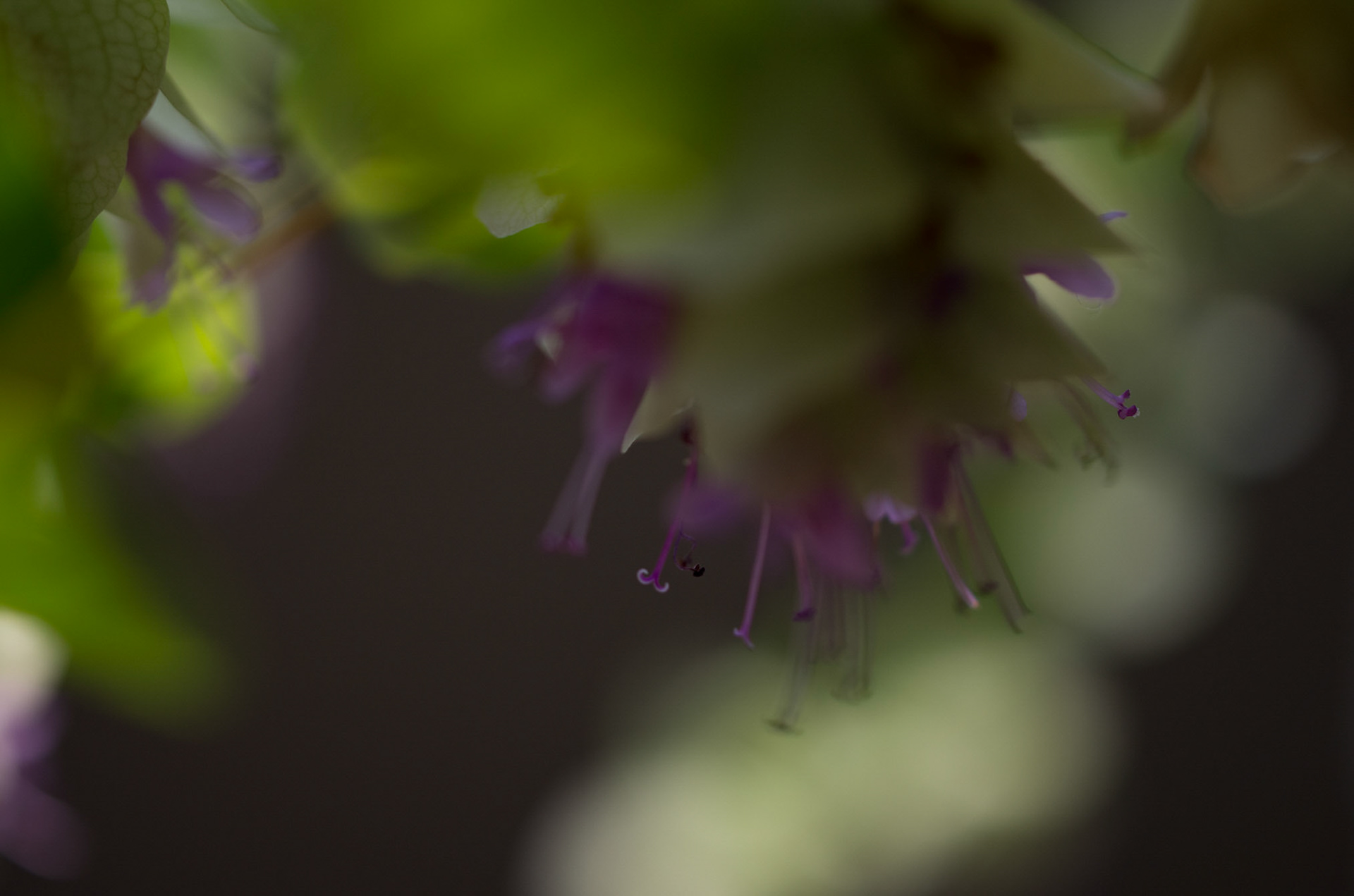 Oregano Kent-beauty