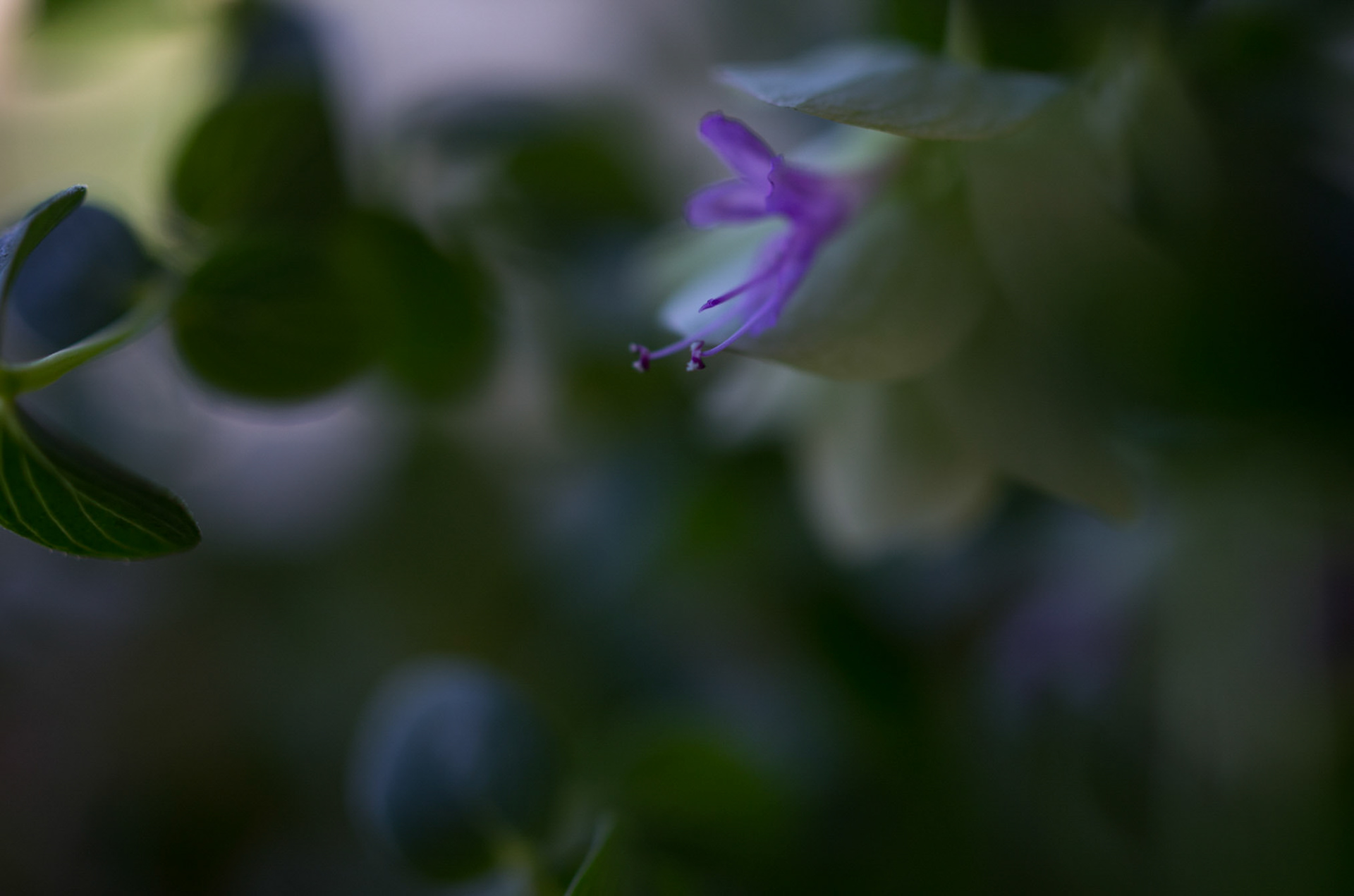 Oregano Kent-beauty