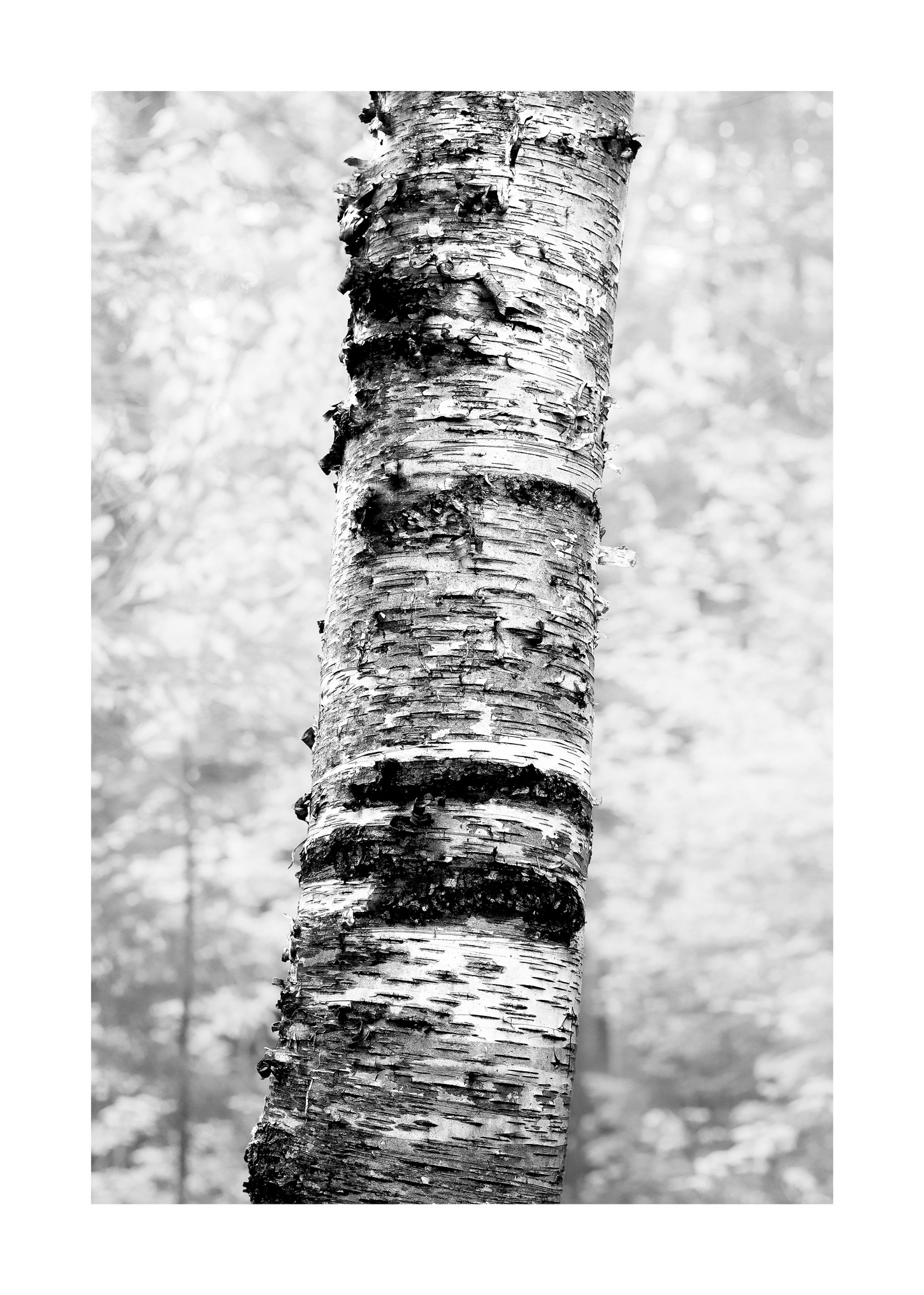 Forest for the Trees 09